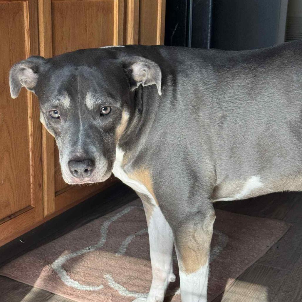 Enlarge Hazel, a Adoptable mixed breed in Olathe, KS image 2/6