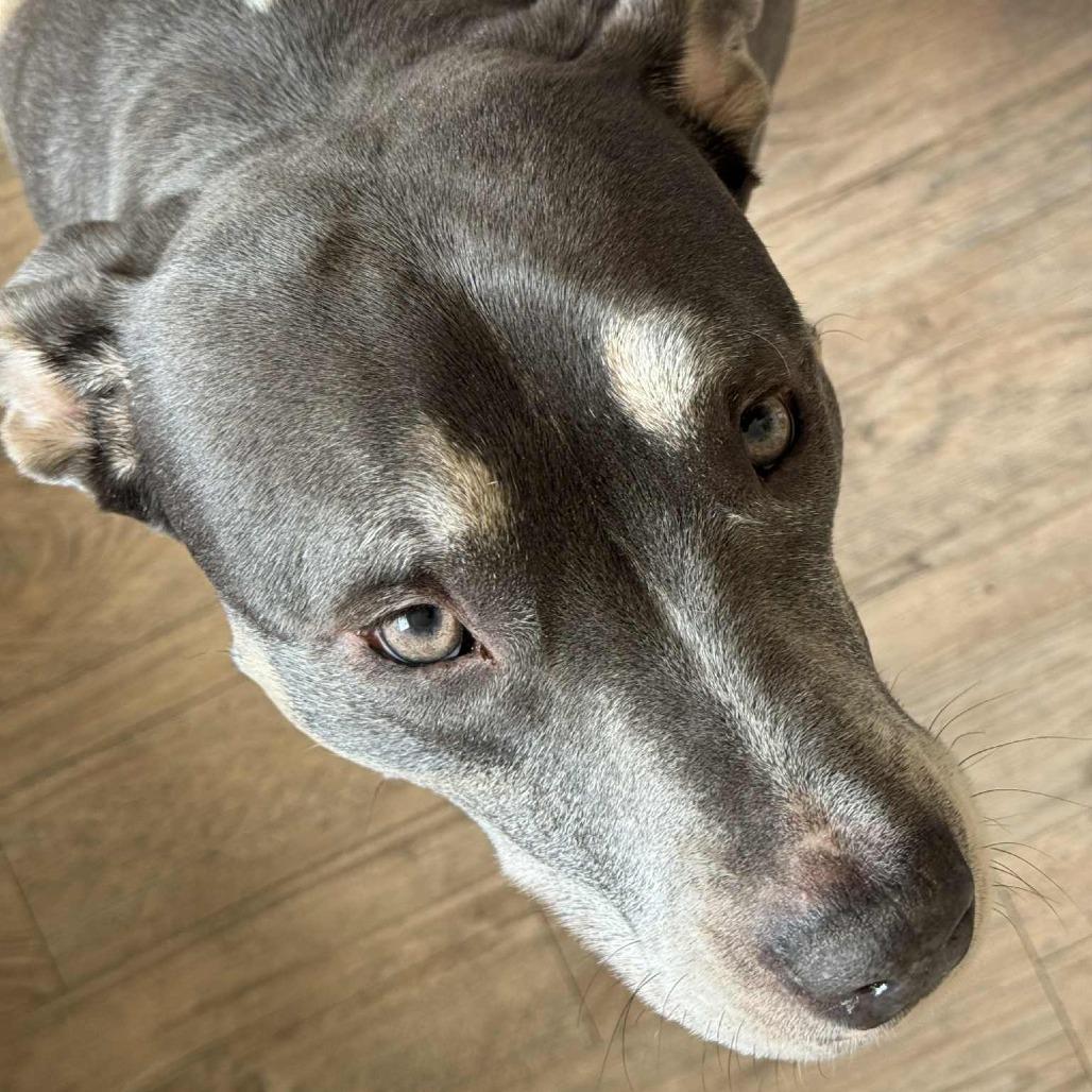 Enlarge Hazel, a Adoptable mixed breed in Olathe, KS image 3/6