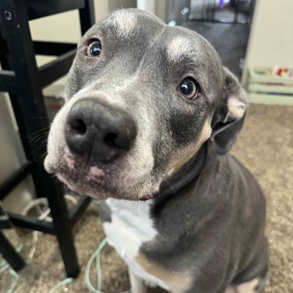 Enlarge Hazel, a Adoptable mixed breed in Olathe, KS image 4/6