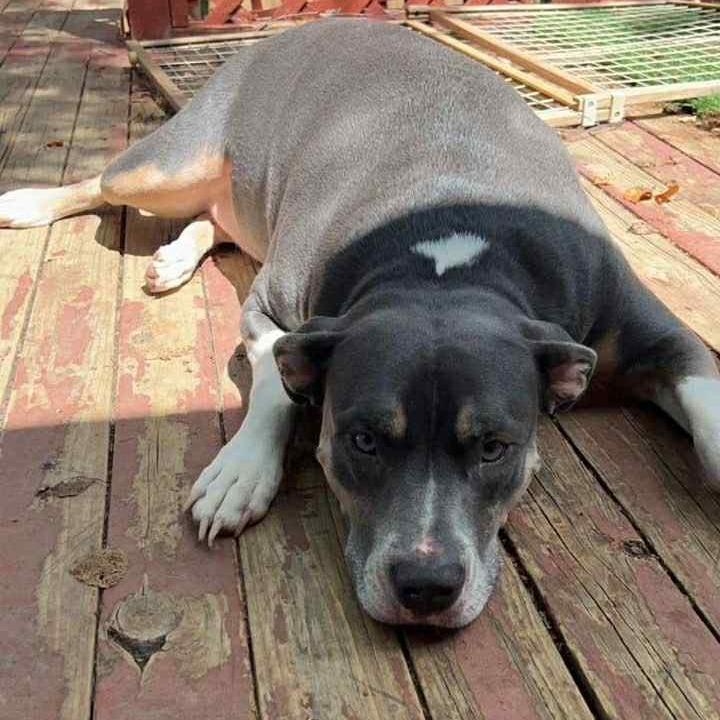 Enlarge Hazel, a Adoptable mixed breed in Olathe, KS image 5/6