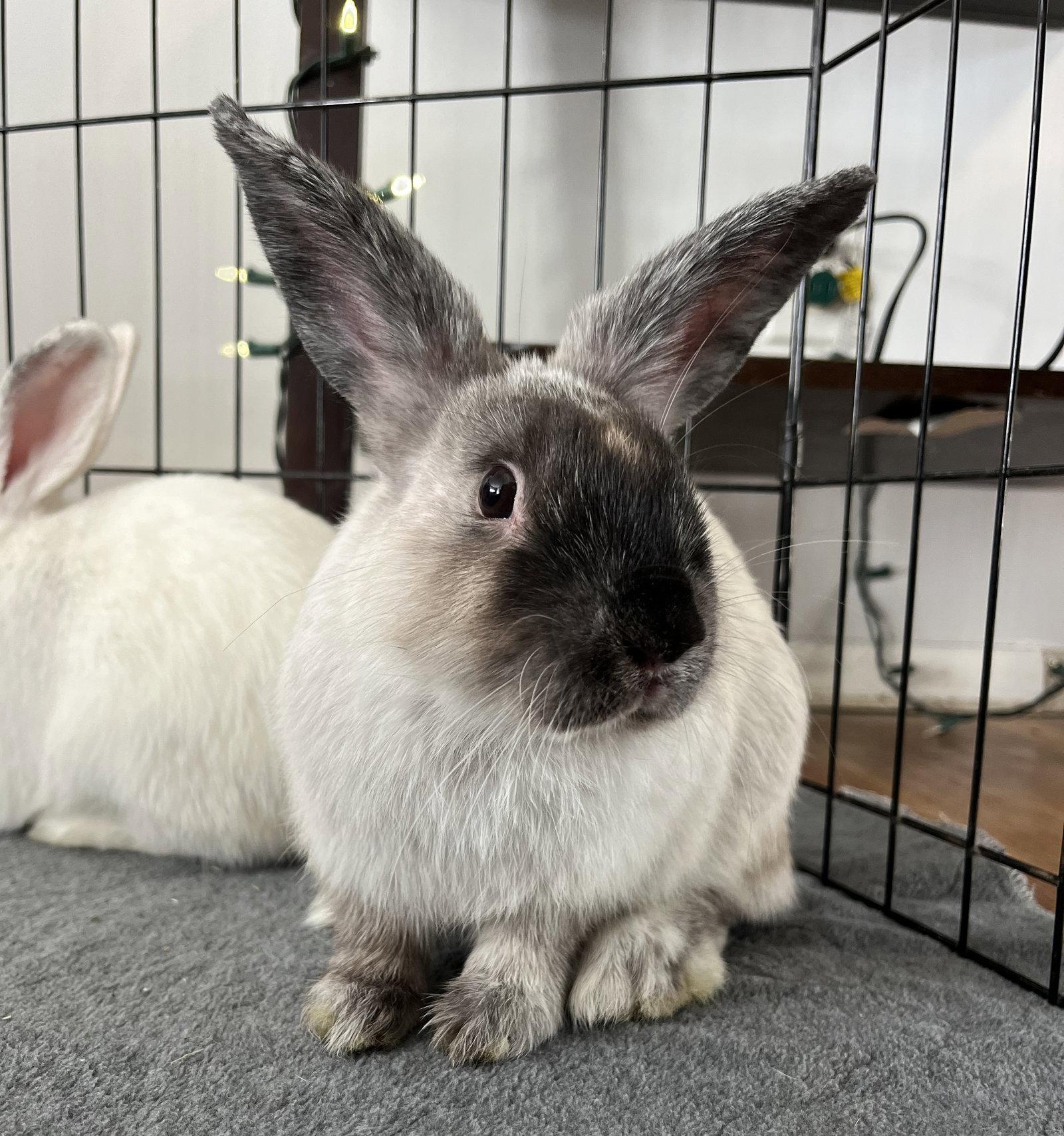Maverick, Adoptable, Young Male Harlequin & Florida White.