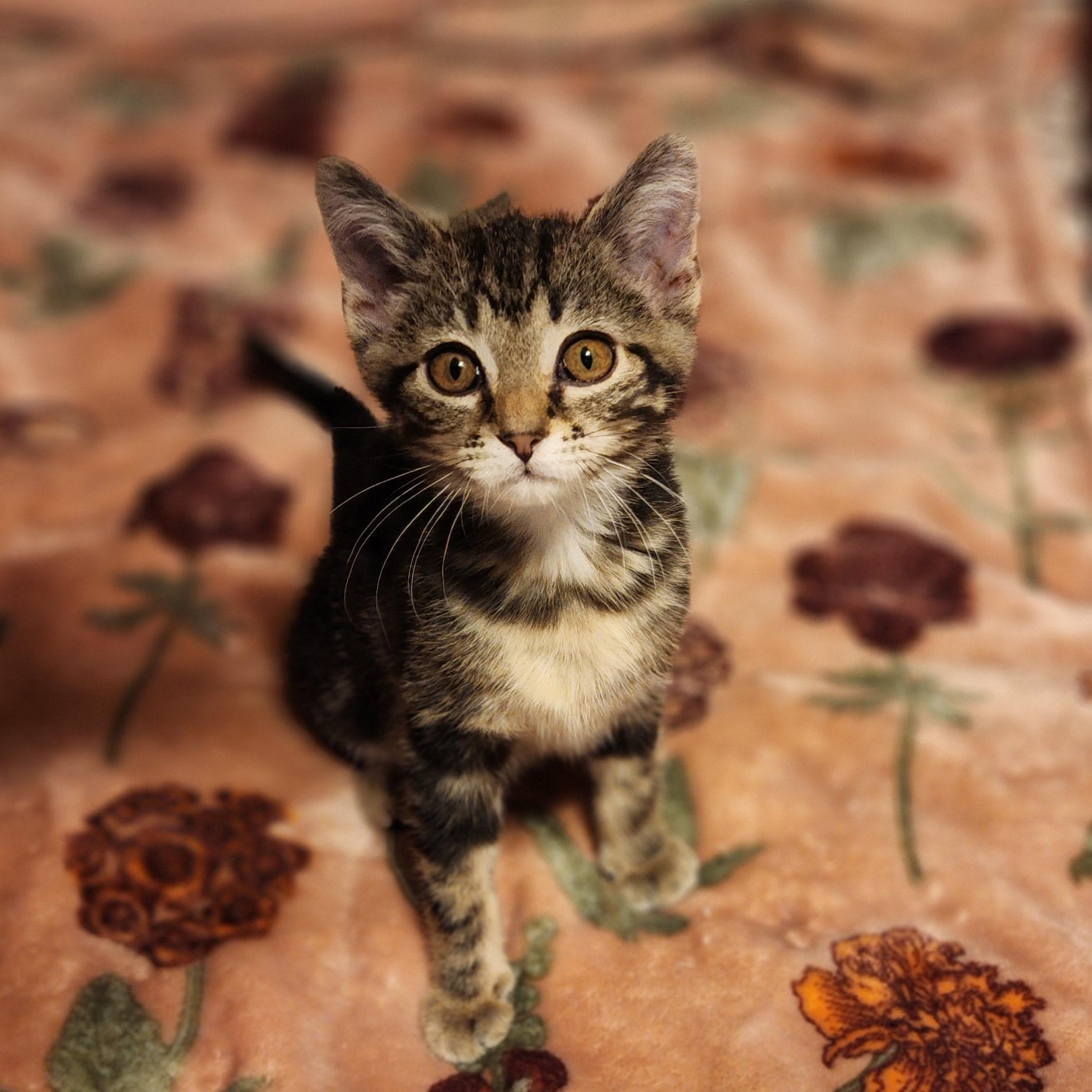 Lenny, Adoptable, Kitten Male Domestic Short Hair.