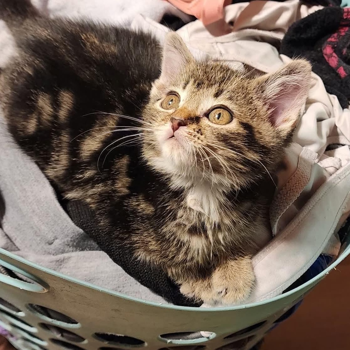 Enlarge Lenny, a Adoptable Domestic Short Hair in Greenwood, IN image 2/2