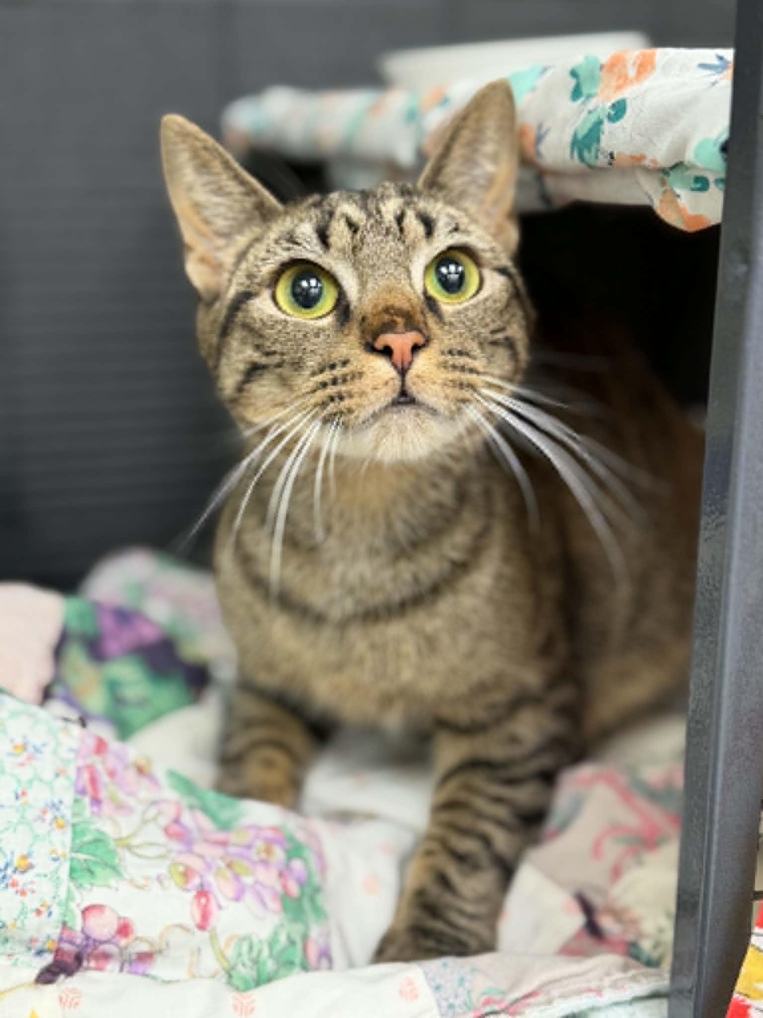 Ozz, ADOPTABLE, Young Male Domestic Short Hair.