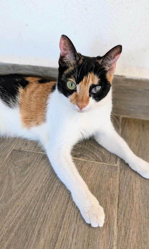 Callie — thumbnail 4