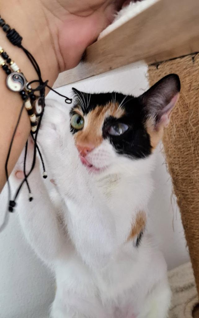 Callie — thumbnail 5