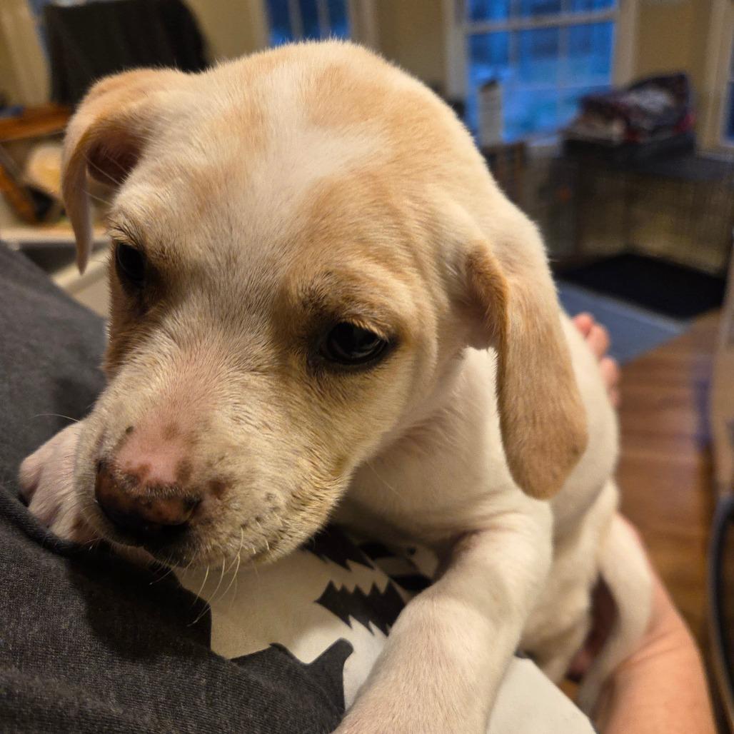 Sammy (Samantha), Adoptable, Puppy Female Yellow Labrador Retriever.