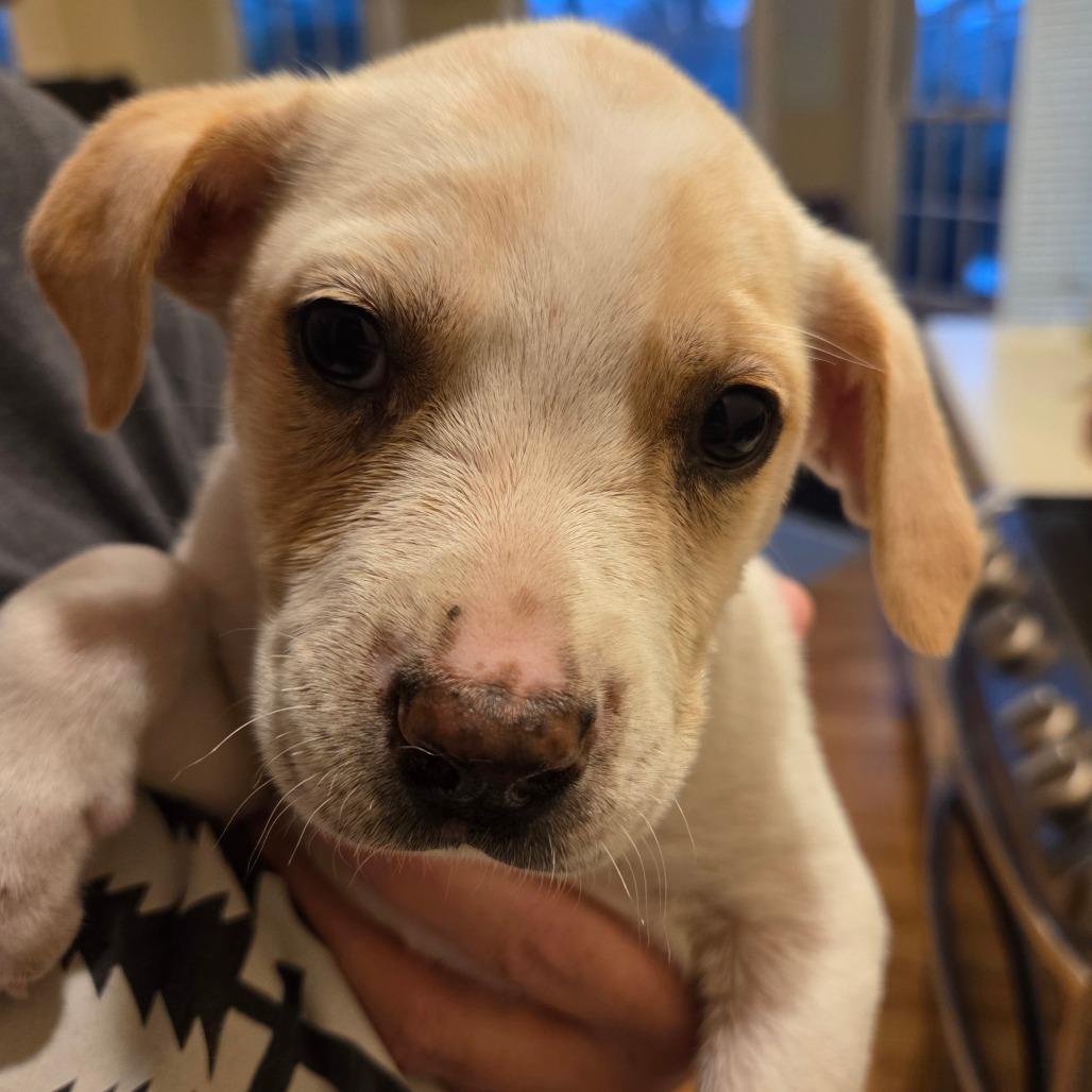 Enlarge Sammy (Samantha), a Adoptable Yellow Labrador Retriever in Huntsville, AL image 4/5
