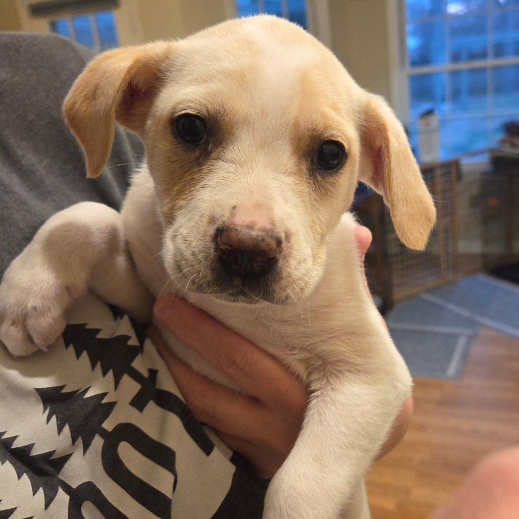 Enlarge Sammy (Samantha), a Adoptable Yellow Labrador Retriever in Huntsville, AL image 5/5