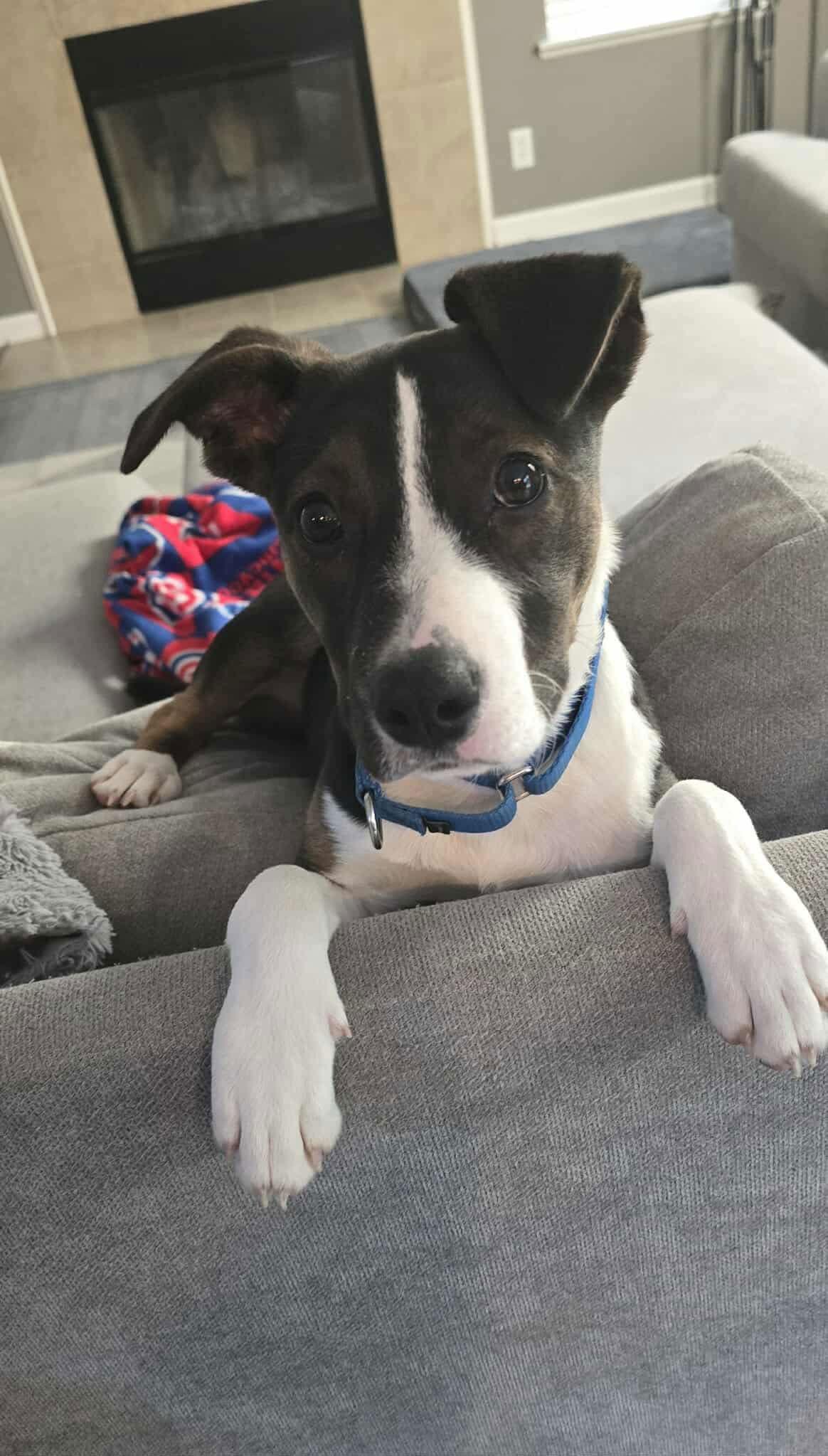 Q - CLOVE, Adoptable, Puppy Female Jack Russell Terrier.