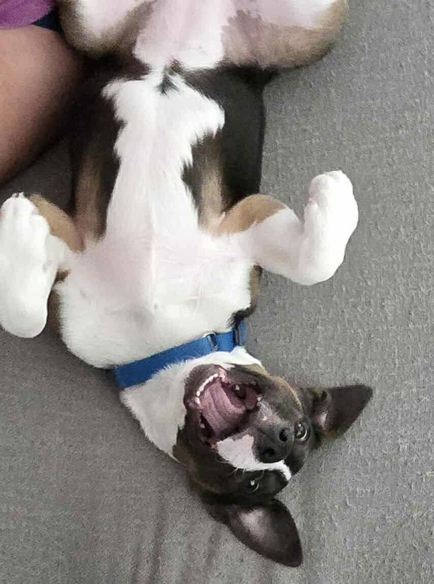 Enlarge Q - CLOVE, a Adopted Jack Russell Terrier in GILBERTS, IL image 3/3