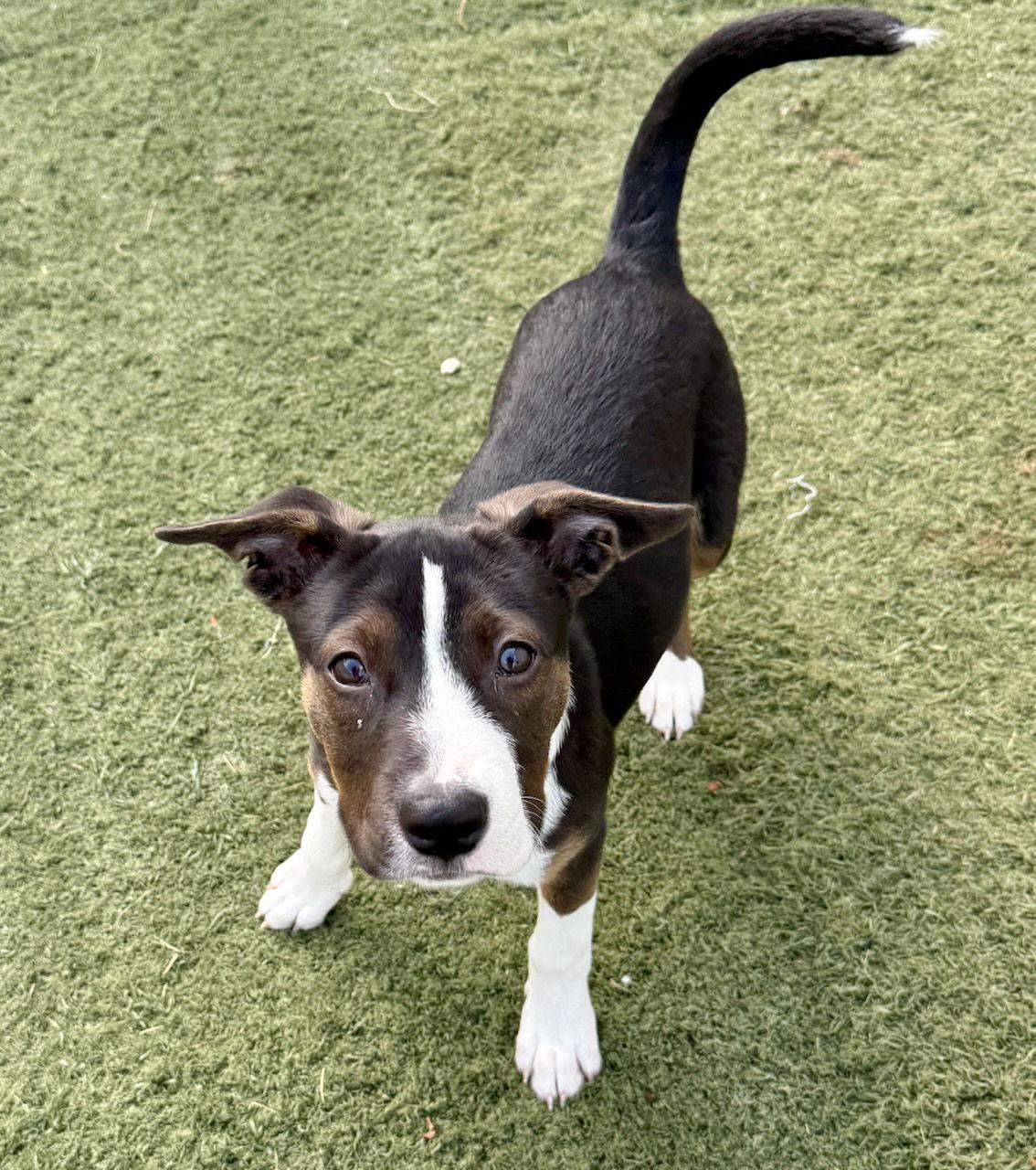 Q - CLOVE, Adoptable, Puppy Female Jack Russell Terrier.