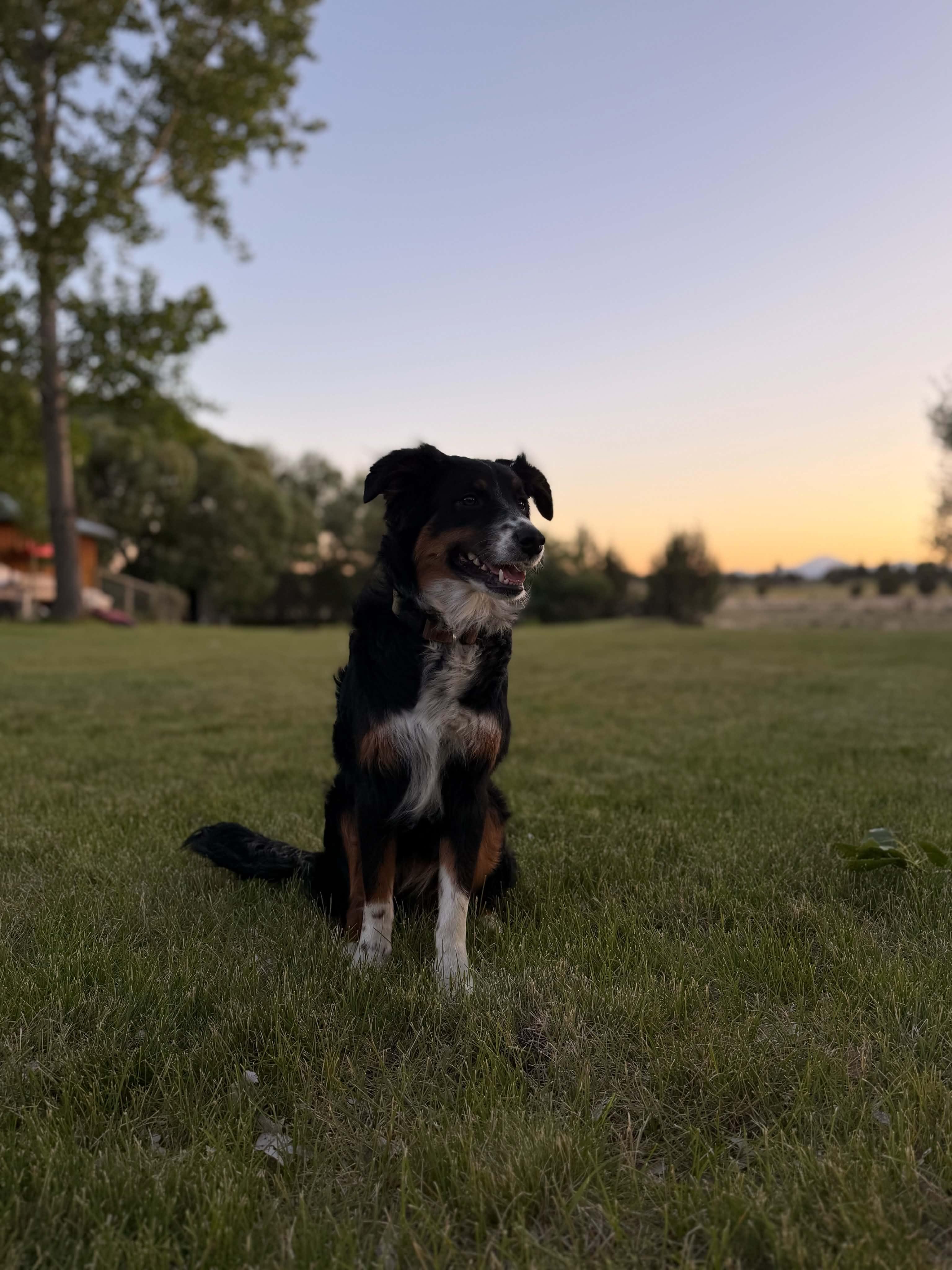 Daisy, a ADOPTABLE Australian Shepherd in Bend, OR image 3/4