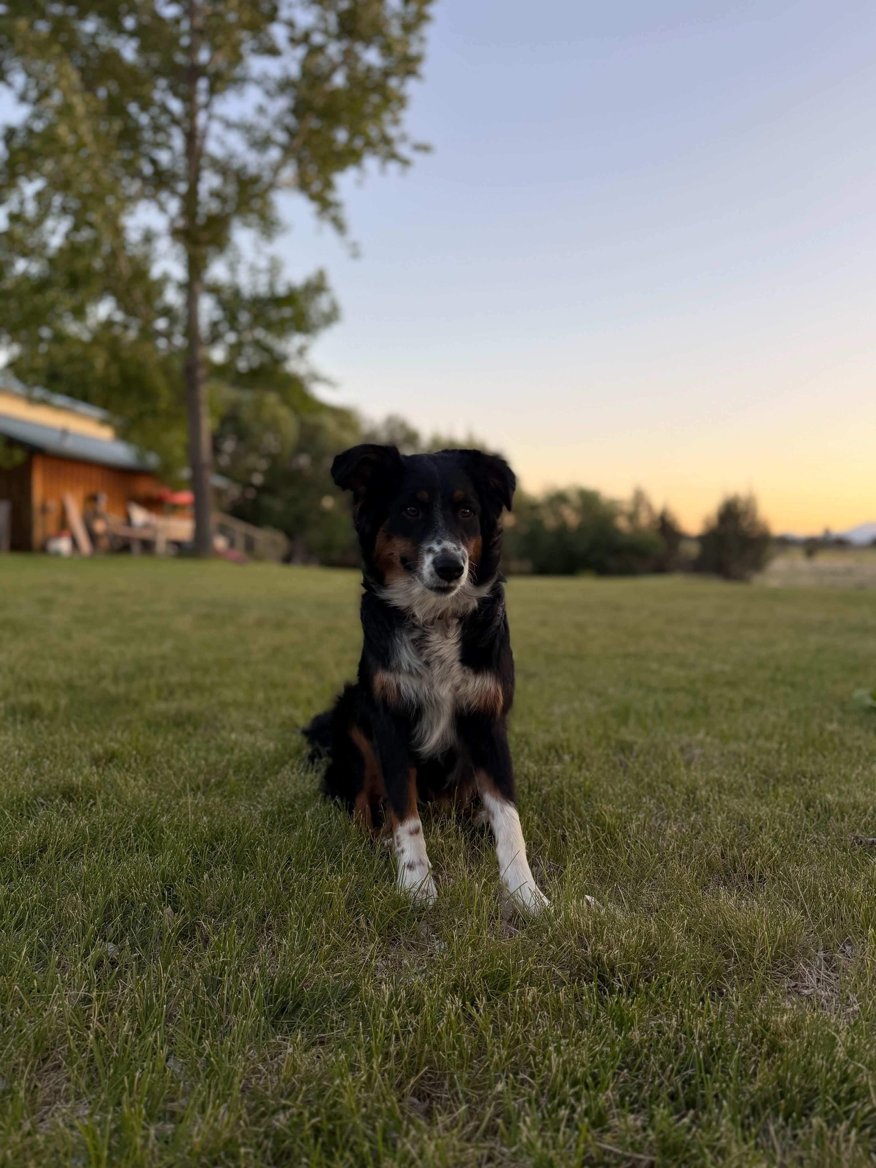 Daisy, ADOPTABLE, Puppy Female Australian Shepherd.
