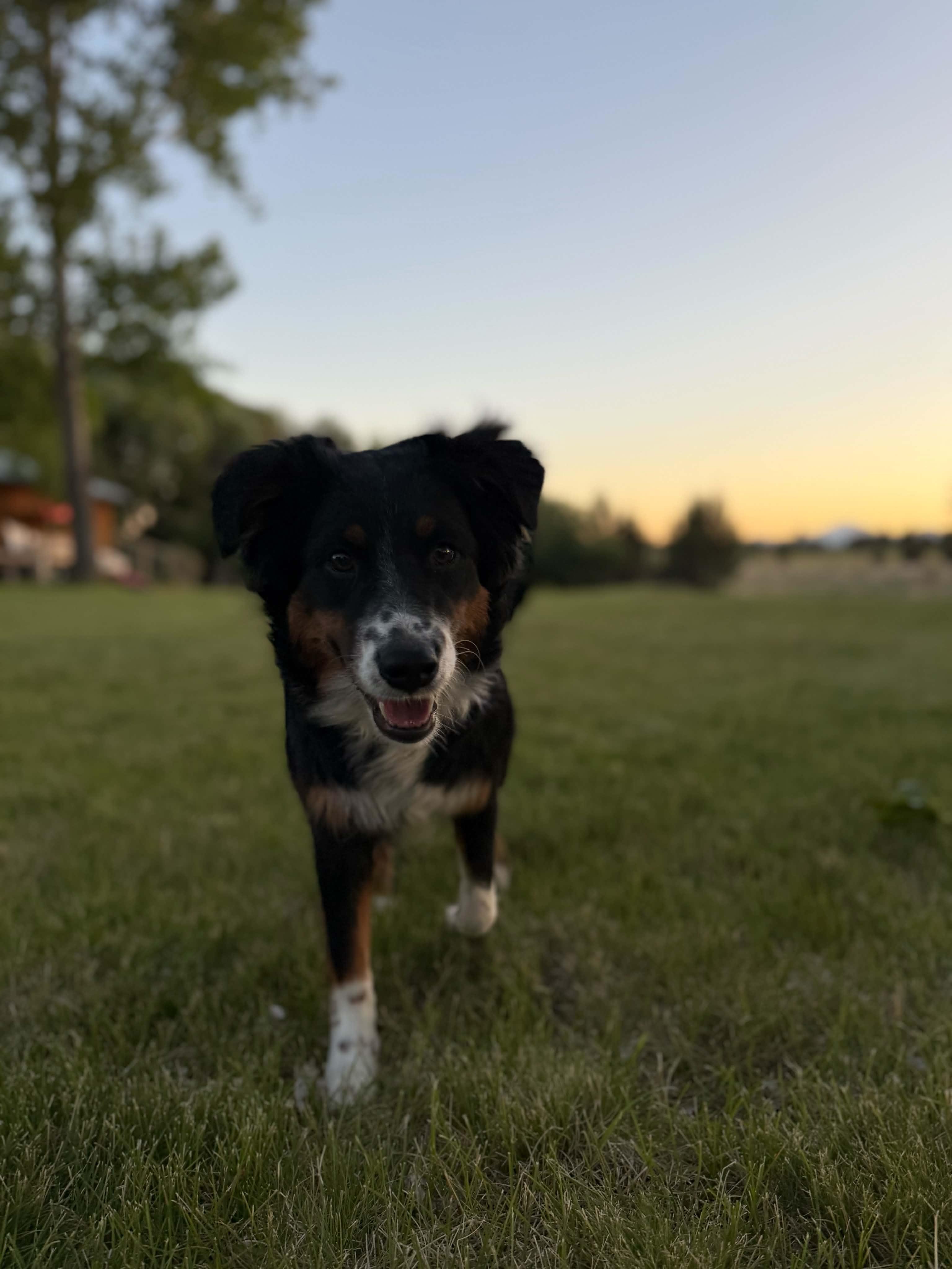Daisy, a ADOPTABLE Australian Shepherd in Bend, OR image 4/4