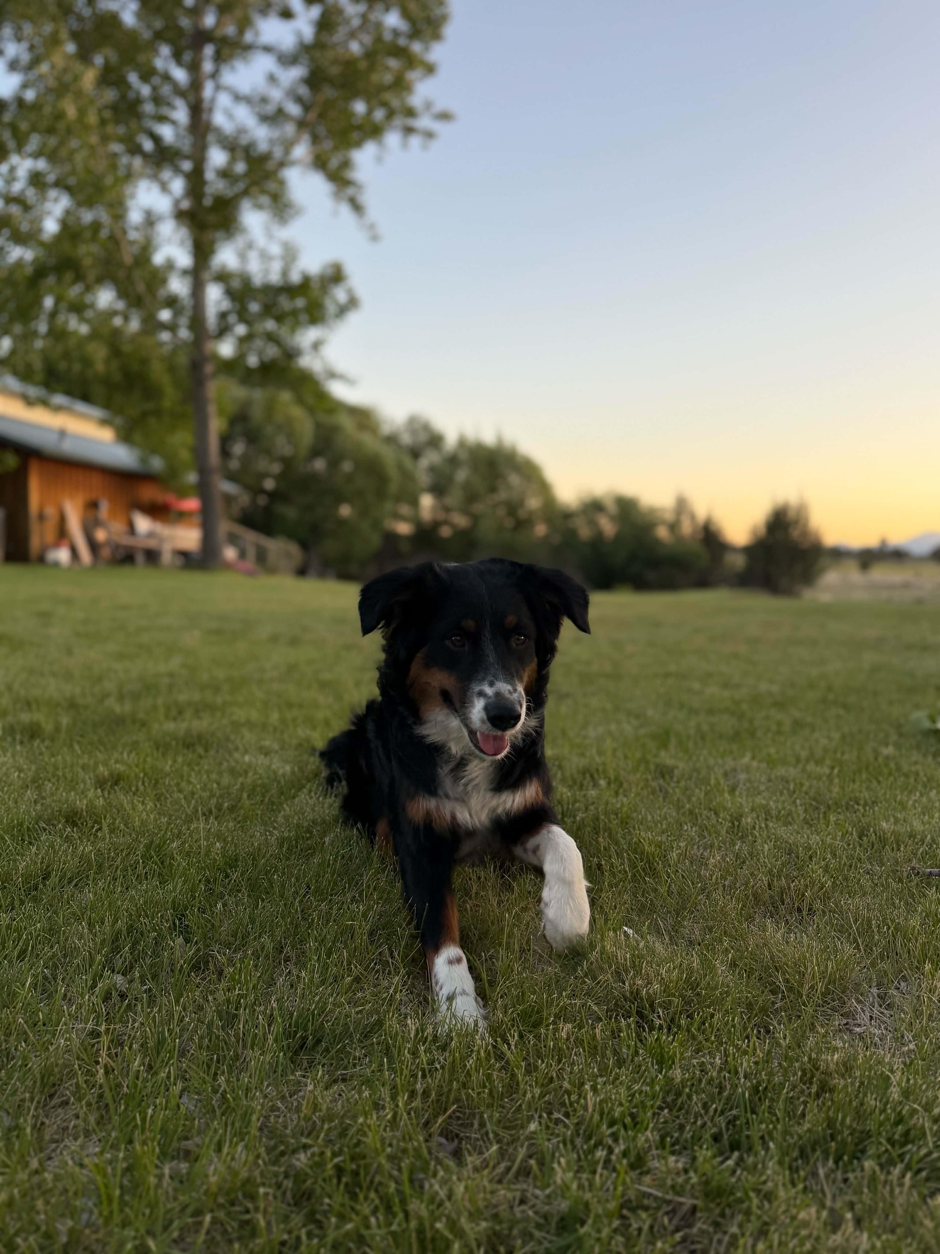 Daisy, a ADOPTABLE Australian Shepherd in Bend, OR image 2/4