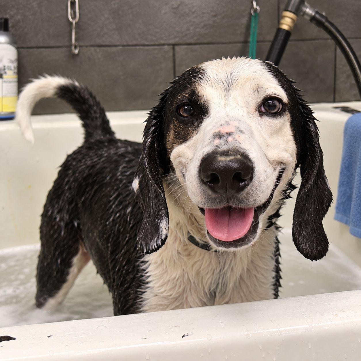 Ghost, Adoptable, Adult Male Beagle & Hound.