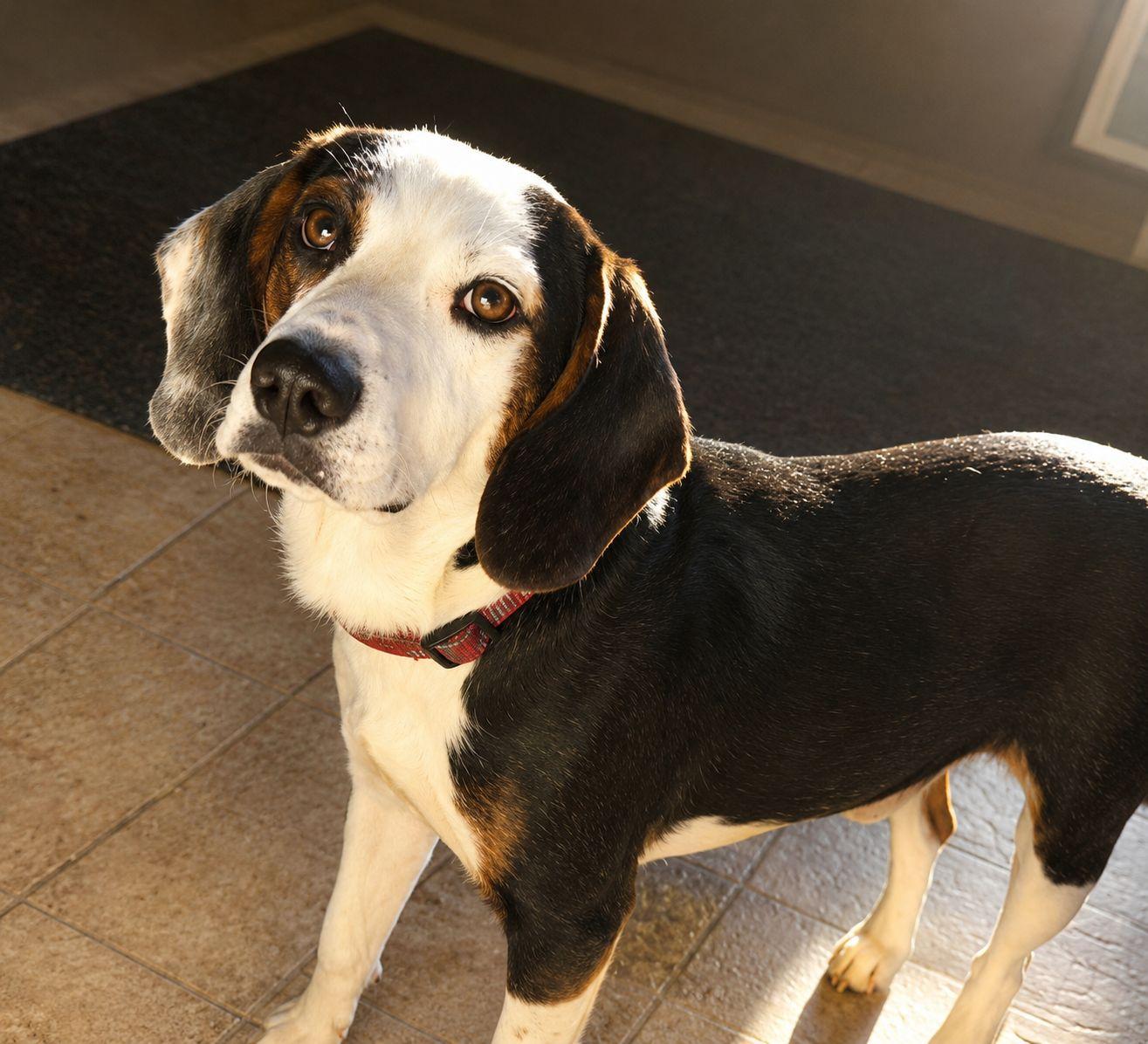Enlarge Ghost, a Adoptable mixed breed in Plain City, OH image 2/5
