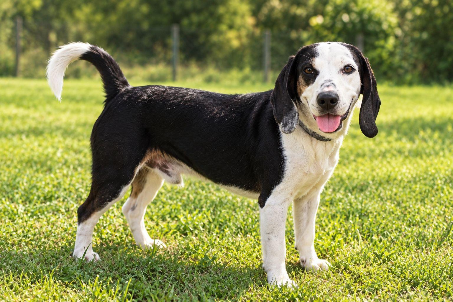 Enlarge Ghost, a Adoptable mixed breed in Plain City, OH image 3/5