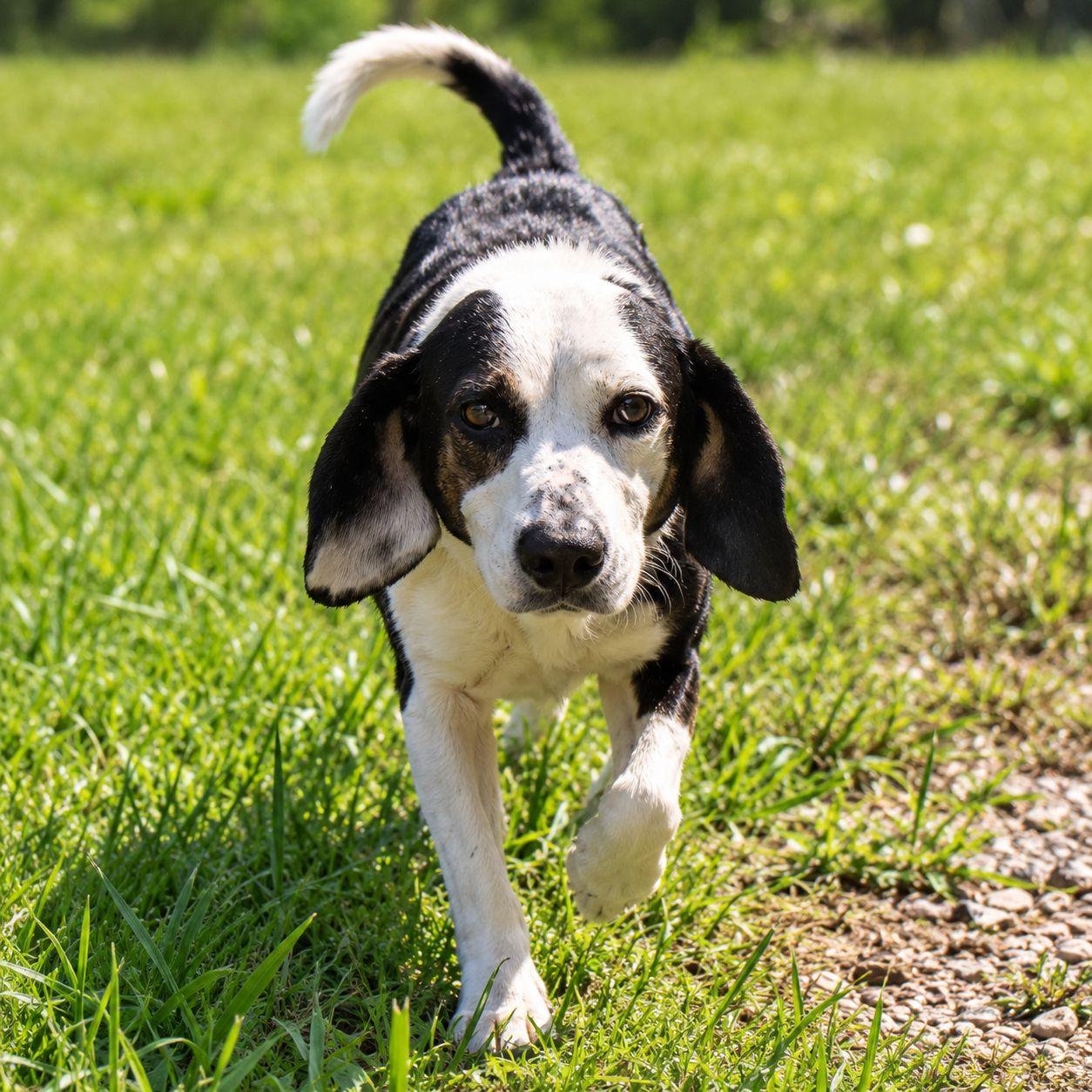 Enlarge Ghost, a Adoptable mixed breed in Plain City, OH image 4/5