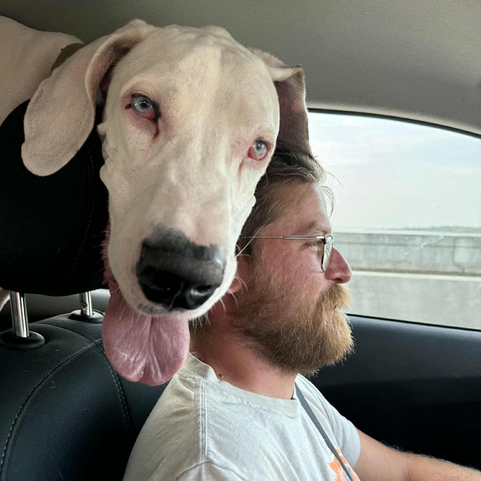 Zero, a Adoptable Great Dane in Pensacola, FL image 2/6