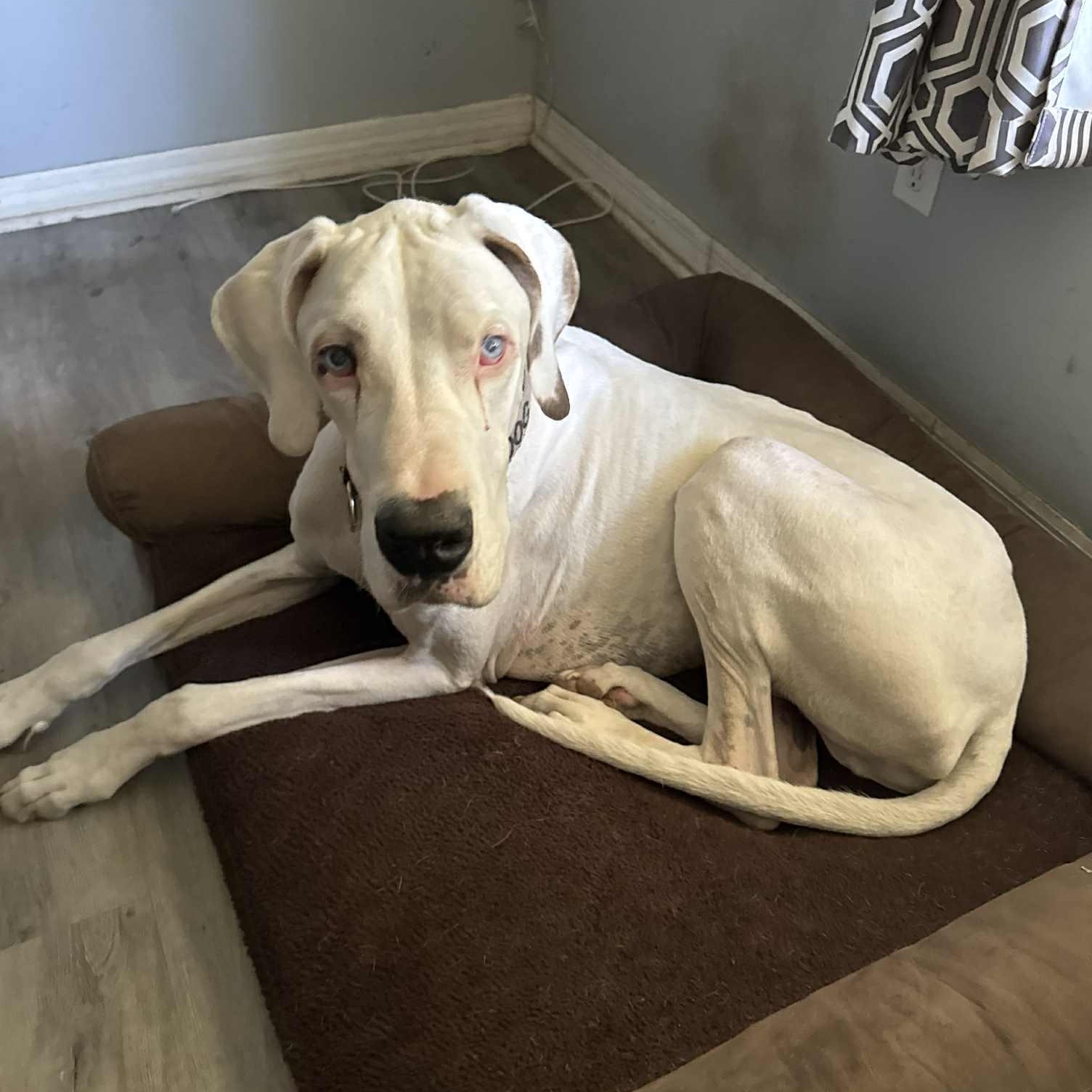 Zero, a Adoptable Great Dane in Pensacola, FL image 3/6