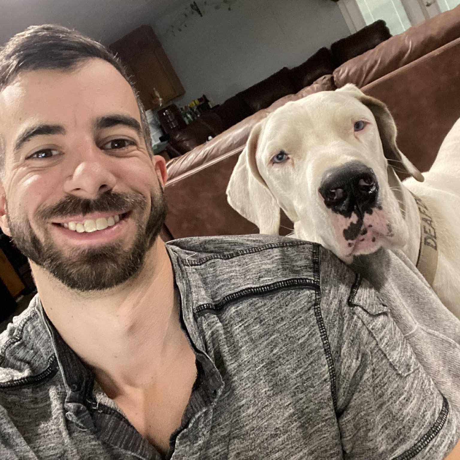 Zero, a Adoptable Great Dane in Pensacola, FL image 4/6