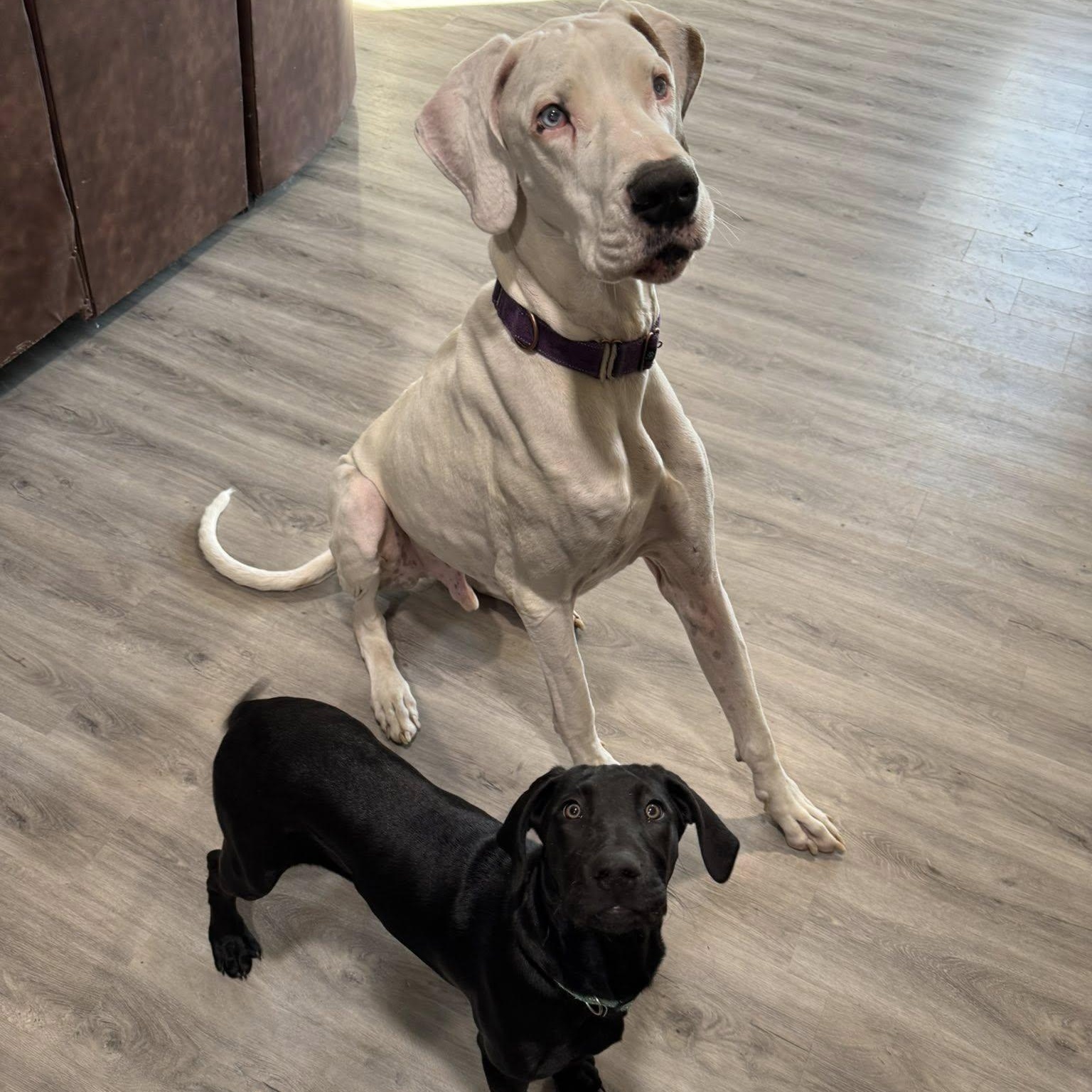 Zero, Adoptable, Senior Male Great Dane.