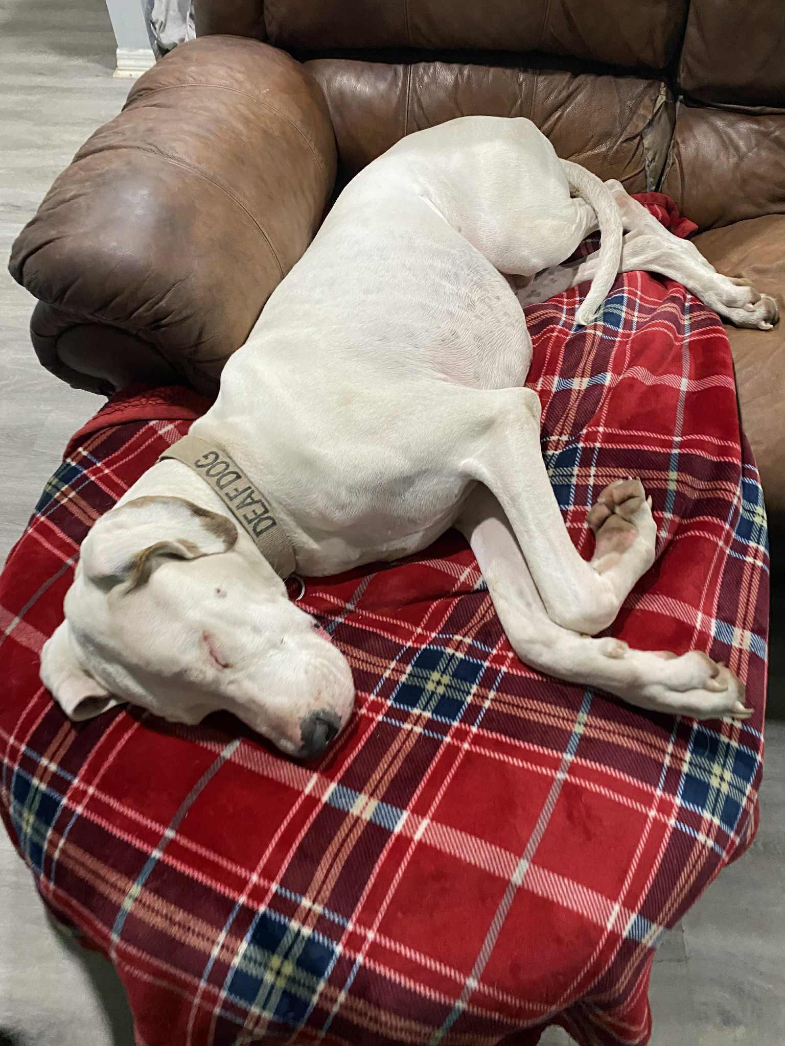 Zero, a Adoptable Great Dane in Pensacola, FL image 5/6