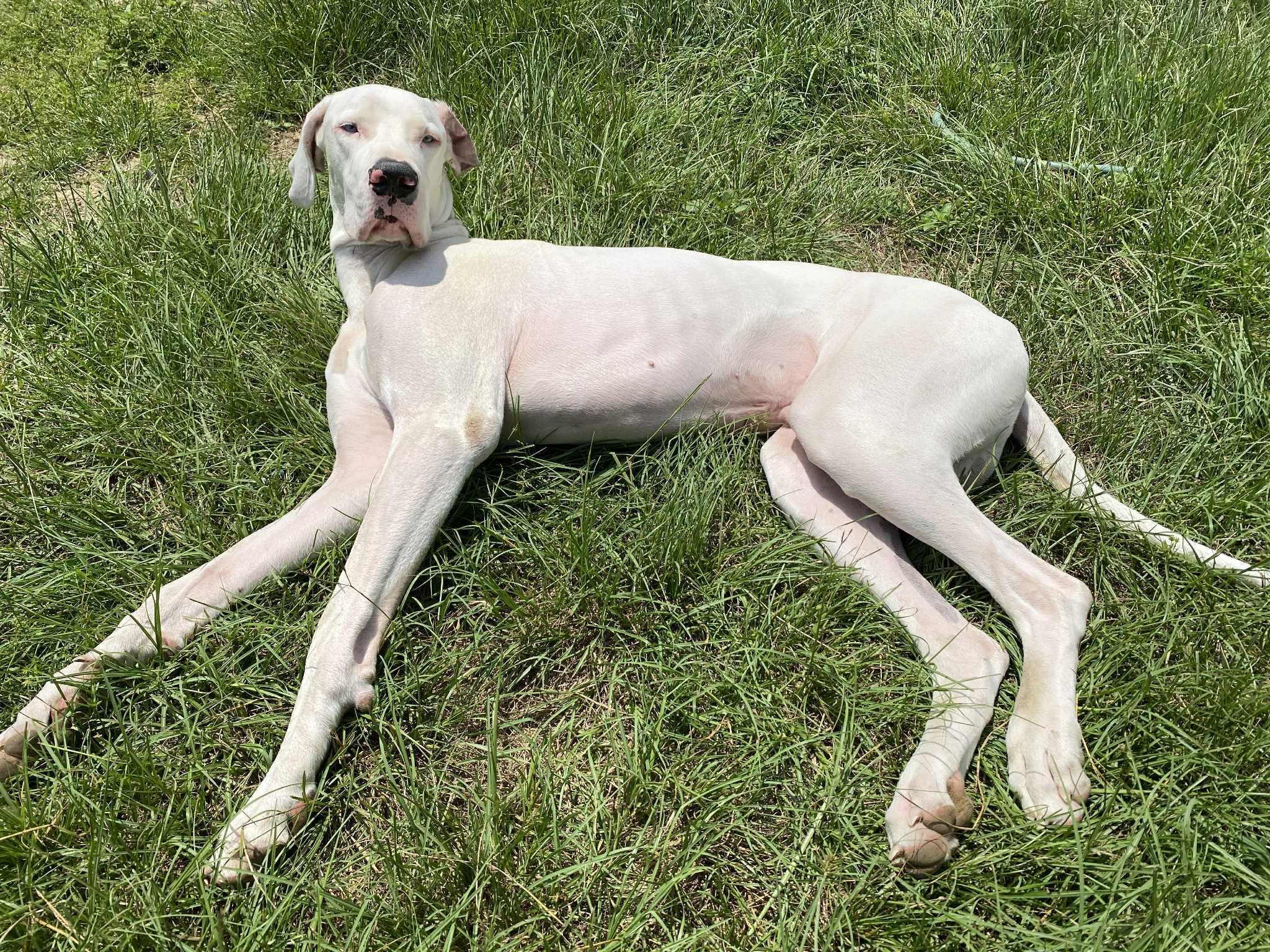 Zero, a Adoptable Great Dane in Pensacola, FL image 6/6