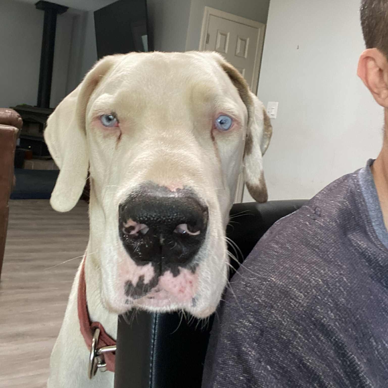 Zero, Adoptable, Senior Male Great Dane.