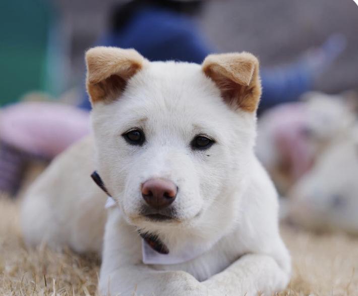 Enlarge Benny, an adopted mixed breed in San Francisco, CA image 1/1