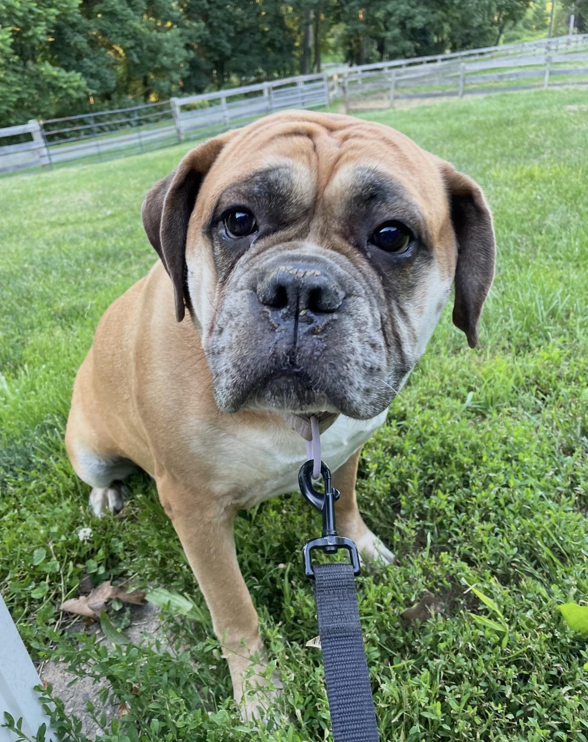 Lola, ADOPTABLE, Adult Female English Bulldog & Bullmastiff.