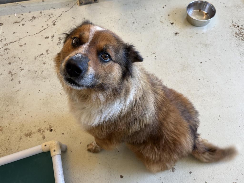 Mister, Adoptable, Young Male Australian Shepherd & Collie.