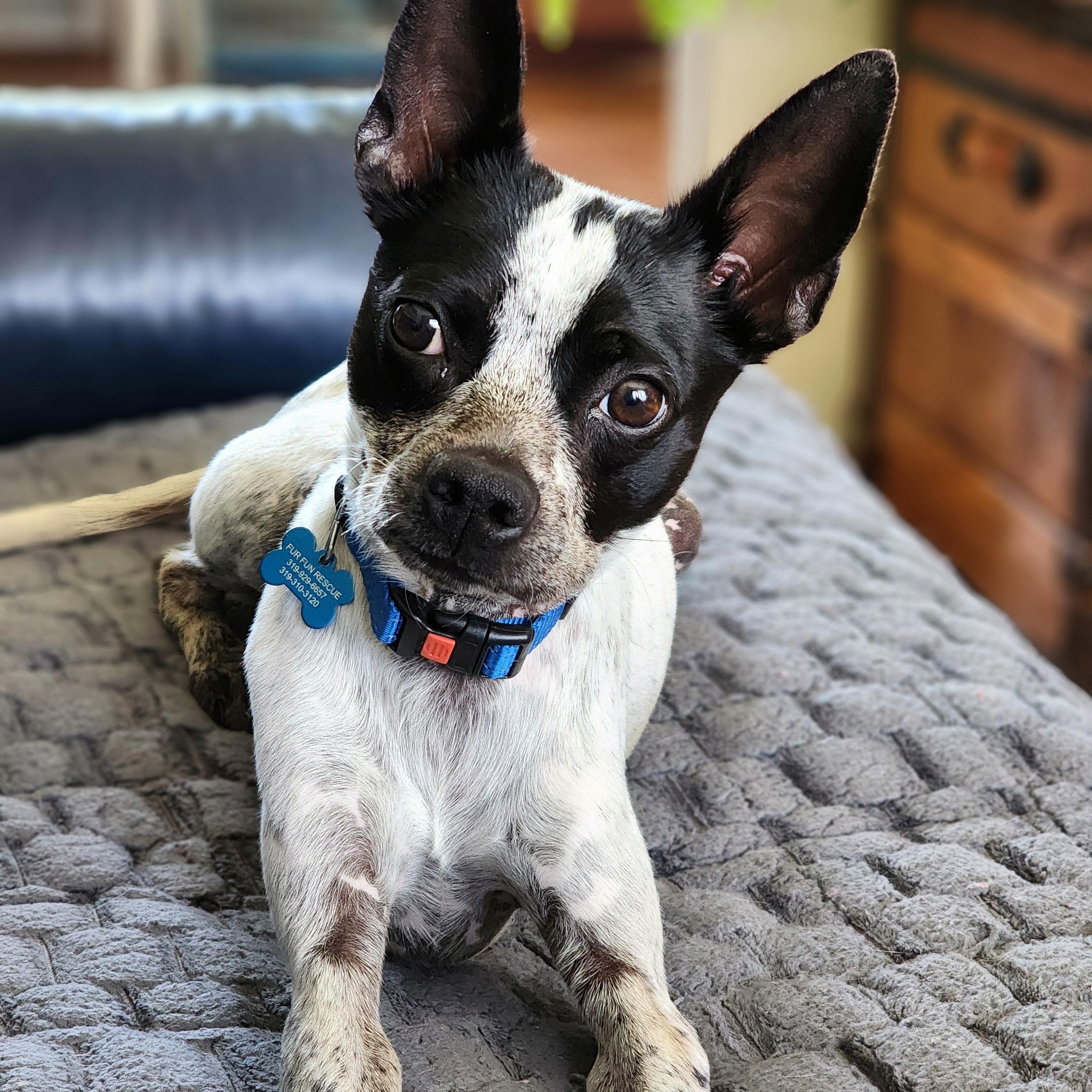 Graeson, a ADOPTABLE mixed breed in Lisbon, IA image 3/6