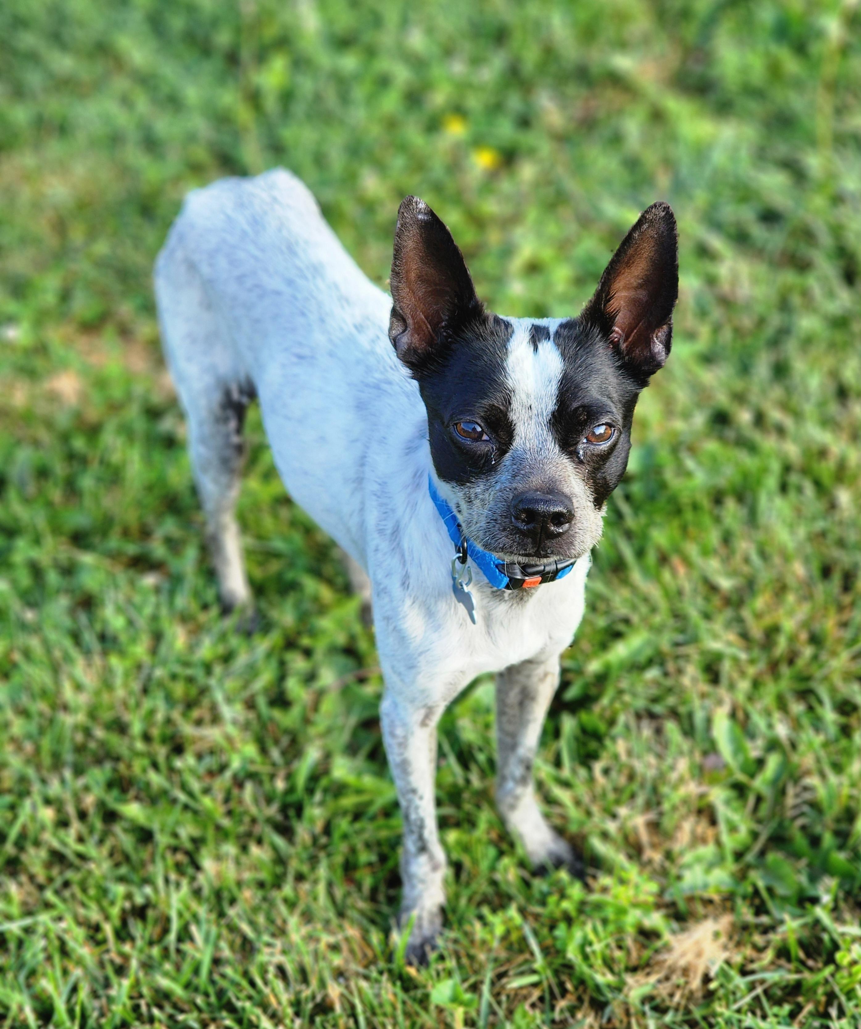 Graeson, a ADOPTABLE mixed breed in Lisbon, IA image 1/6