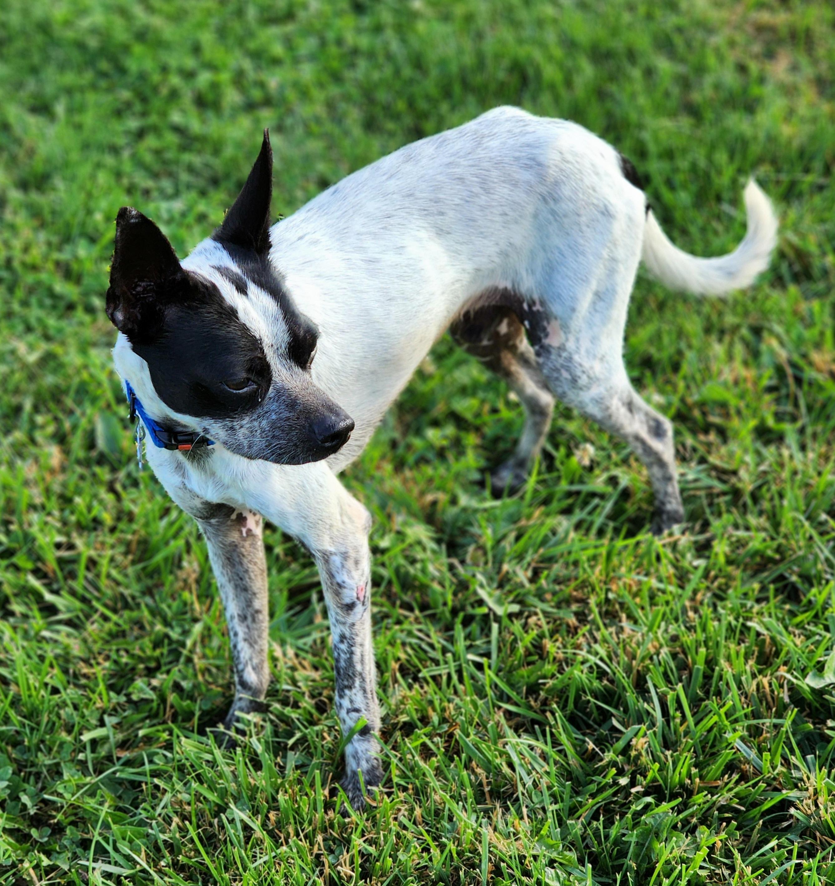 Graeson, a ADOPTABLE mixed breed in Lisbon, IA image 6/6