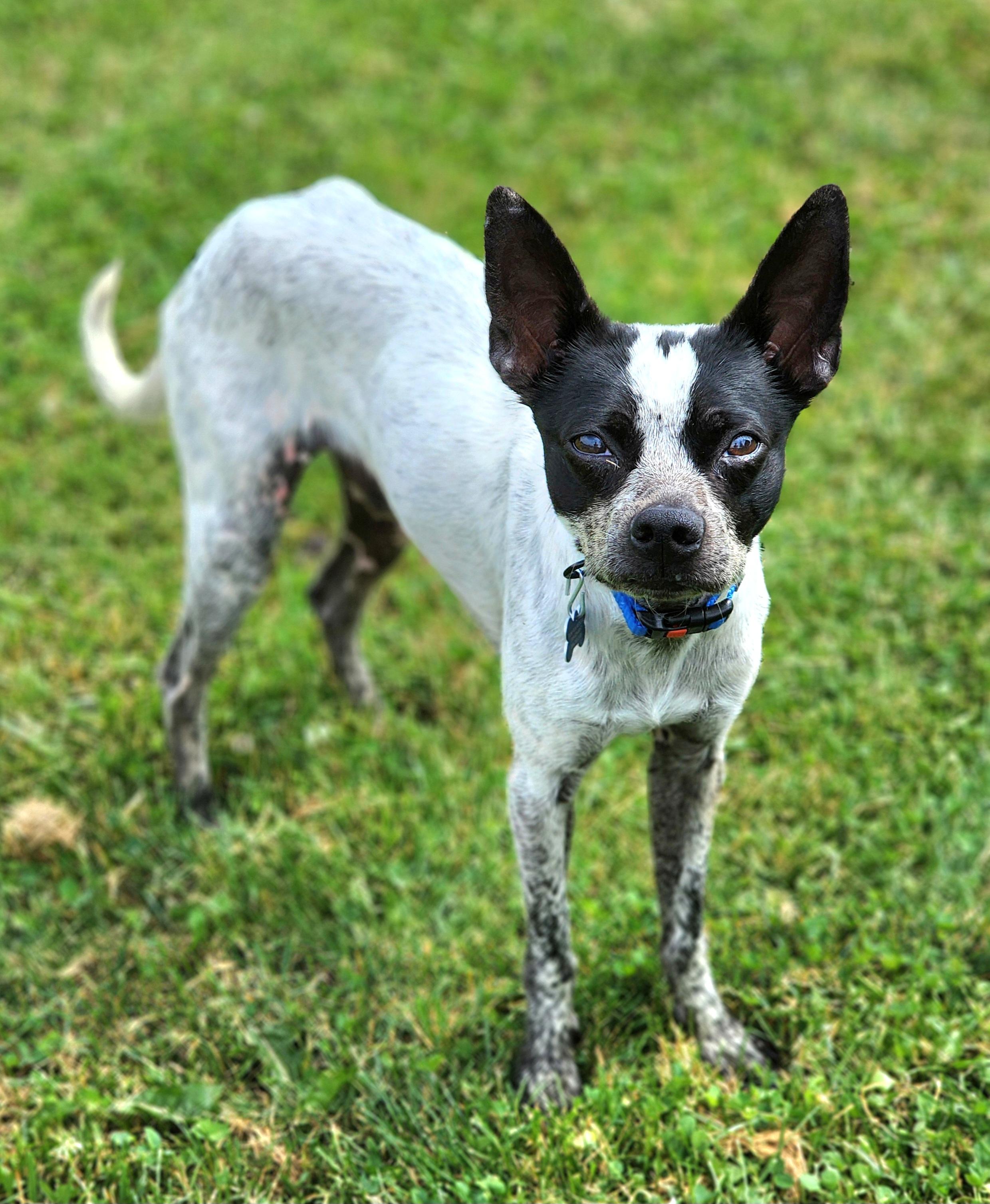 Graeson, a ADOPTABLE mixed breed in Lisbon, IA image 4/6