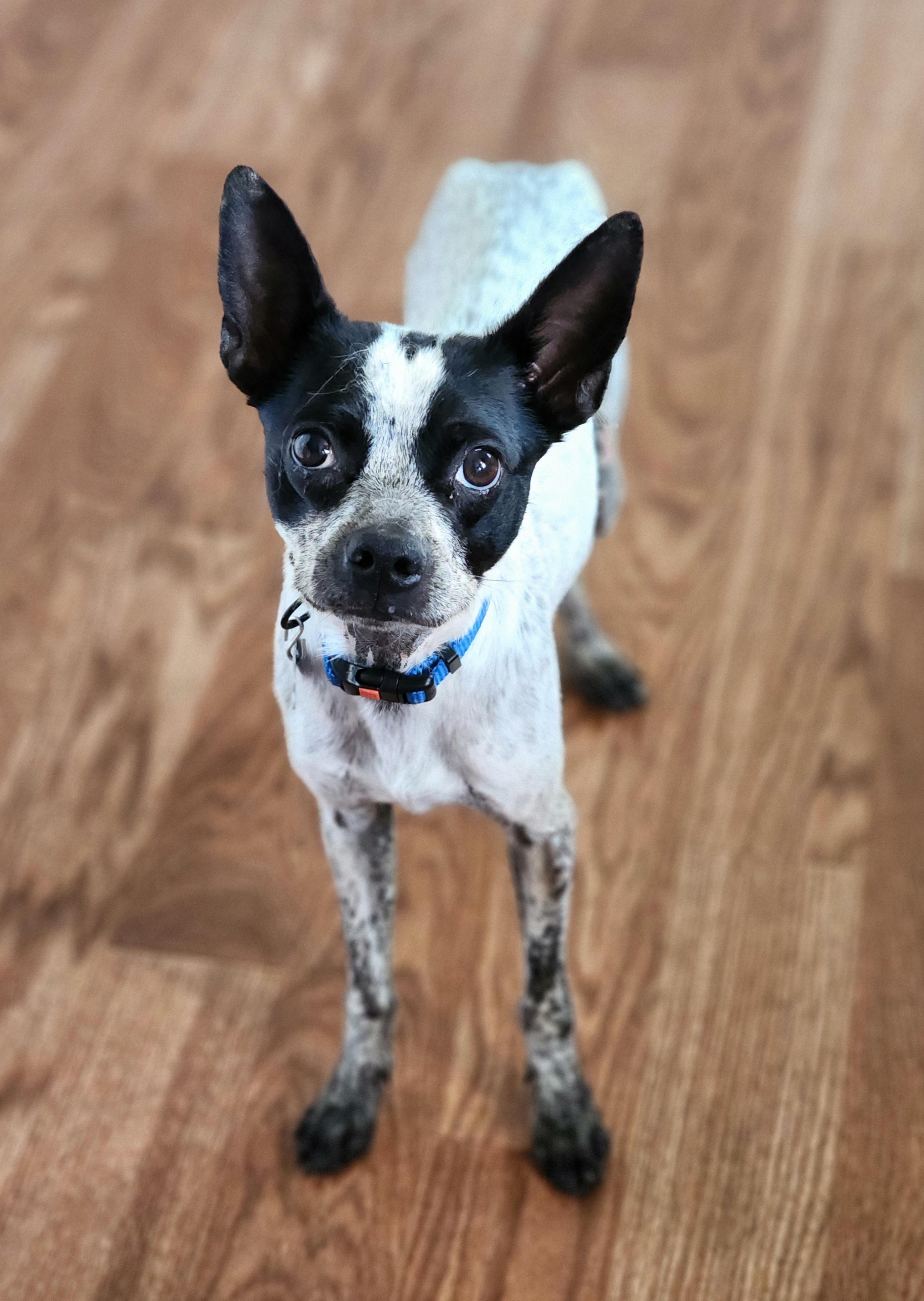 Graeson, a ADOPTABLE mixed breed in Lisbon, IA image 2/6