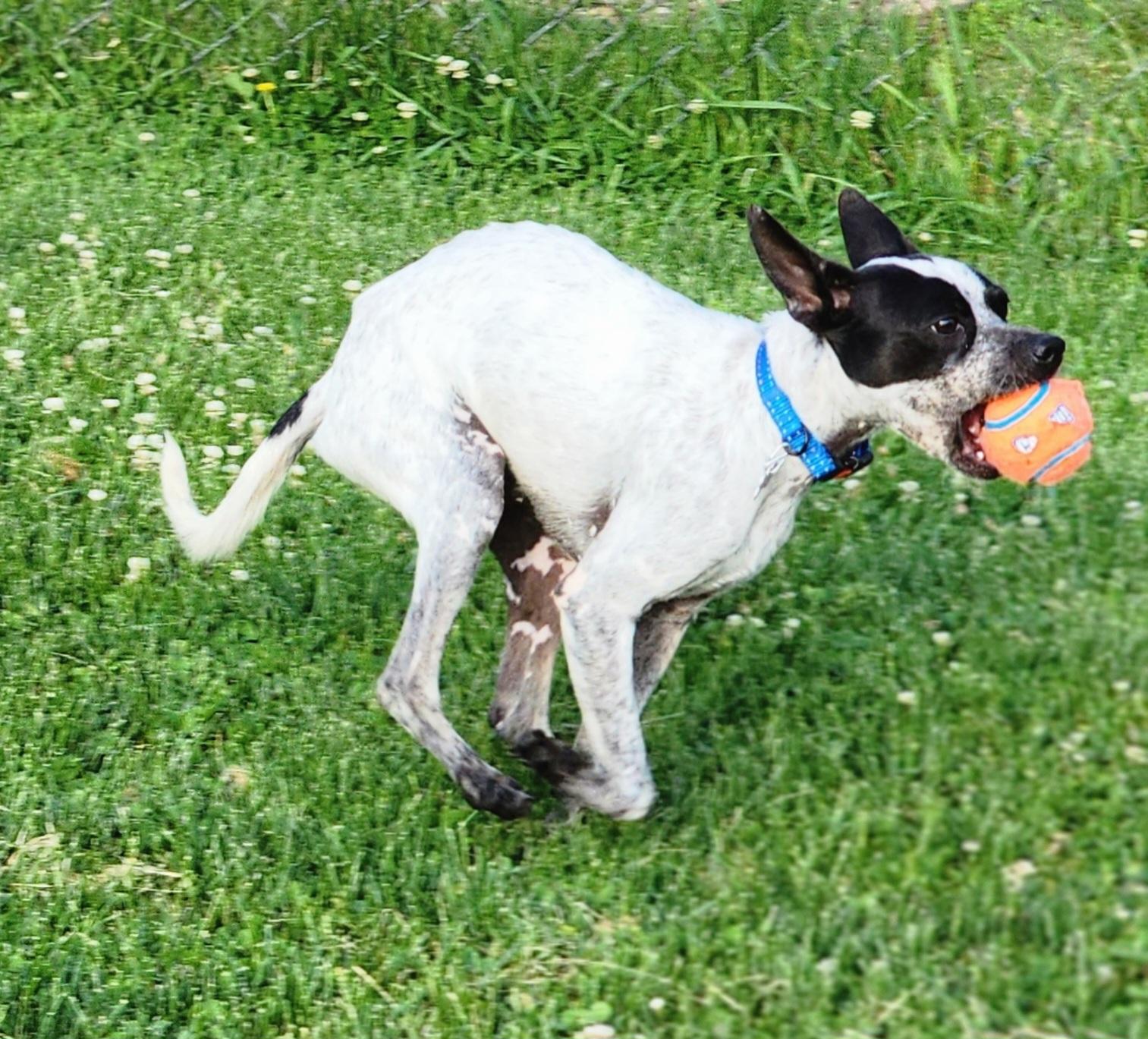Graeson, a ADOPTABLE mixed breed in Lisbon, IA image 5/6