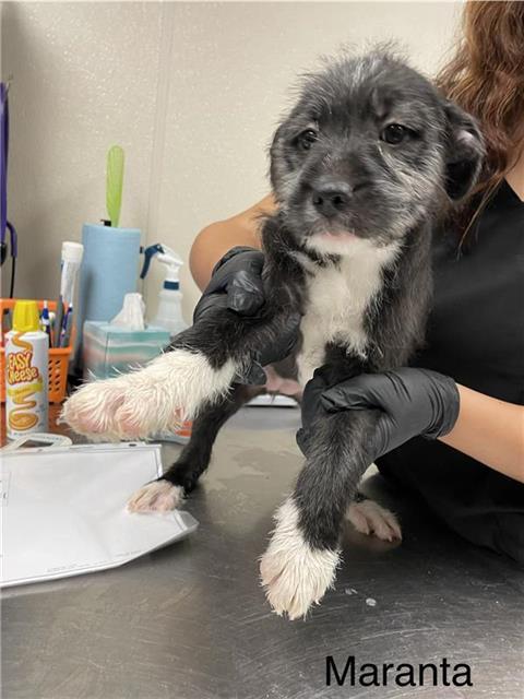 SPICE, Adoptable, Puppy Female German Wirehaired Pointer.