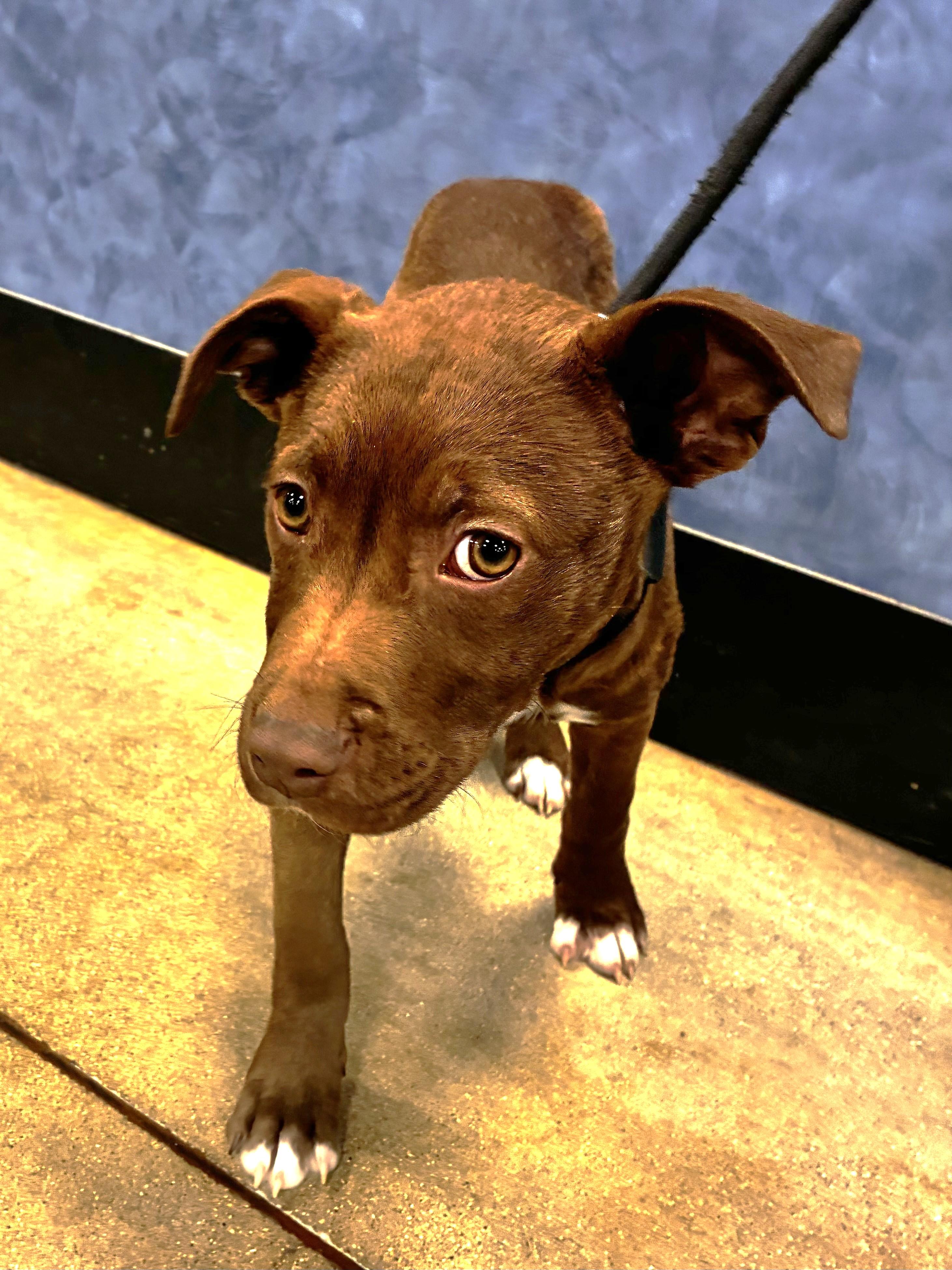 Enlarge Holladay, a ADOPTABLE mixed breed in West Chicago, IL image 2/3