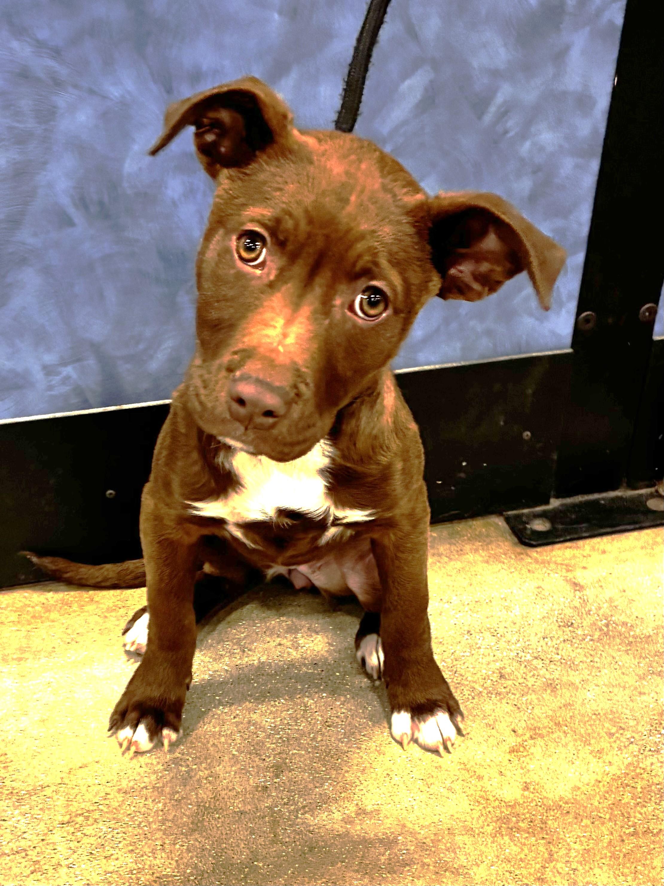 Holladay, ADOPTABLE, Puppy Female Terrier.