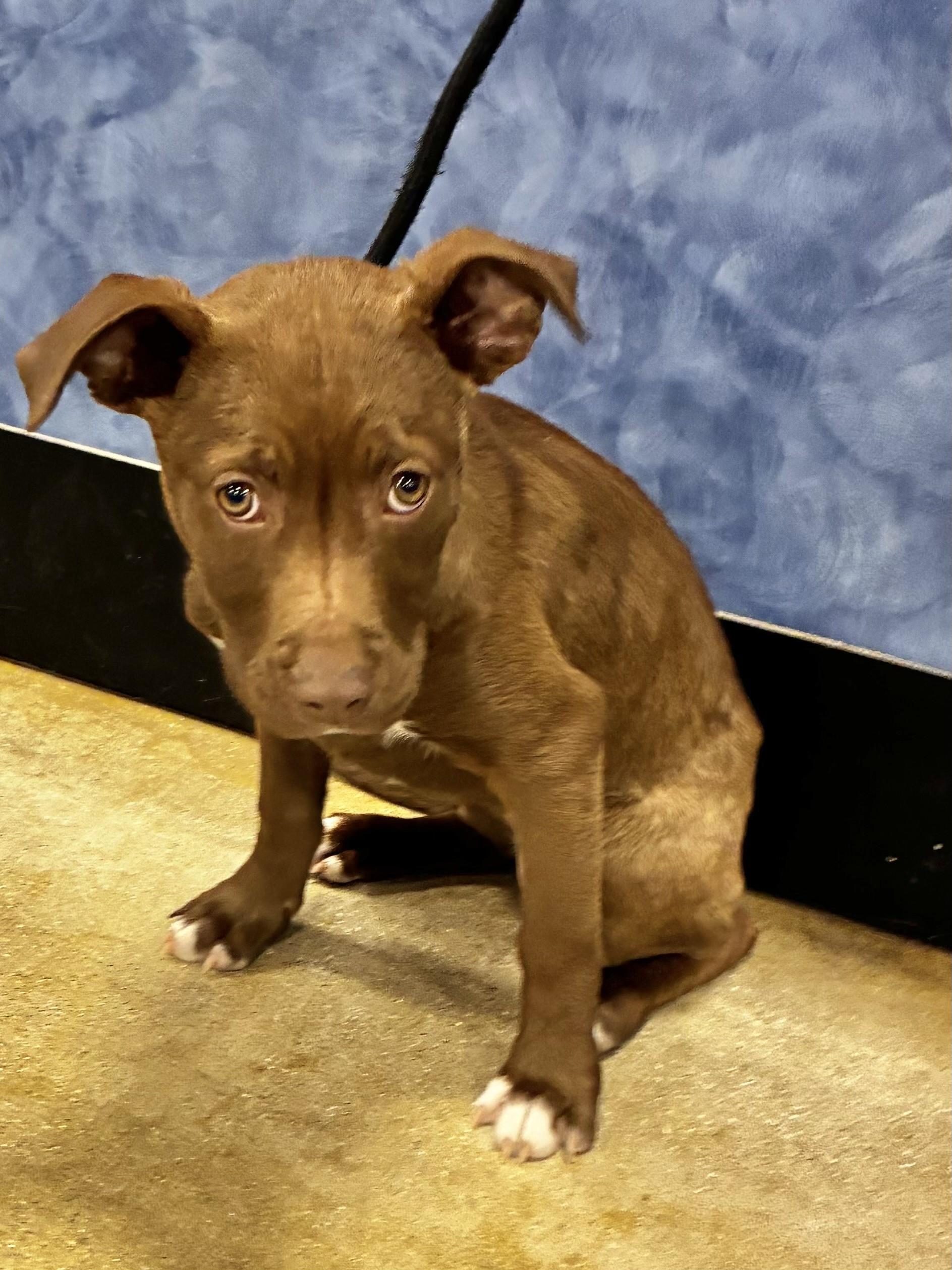 Enlarge Holladay, a ADOPTABLE mixed breed in West Chicago, IL image 3/3