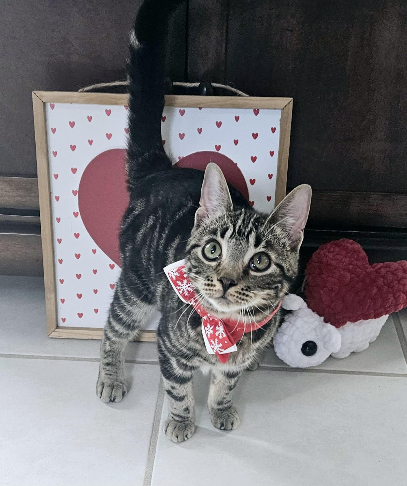 CHICKY (one of a bonded pair)