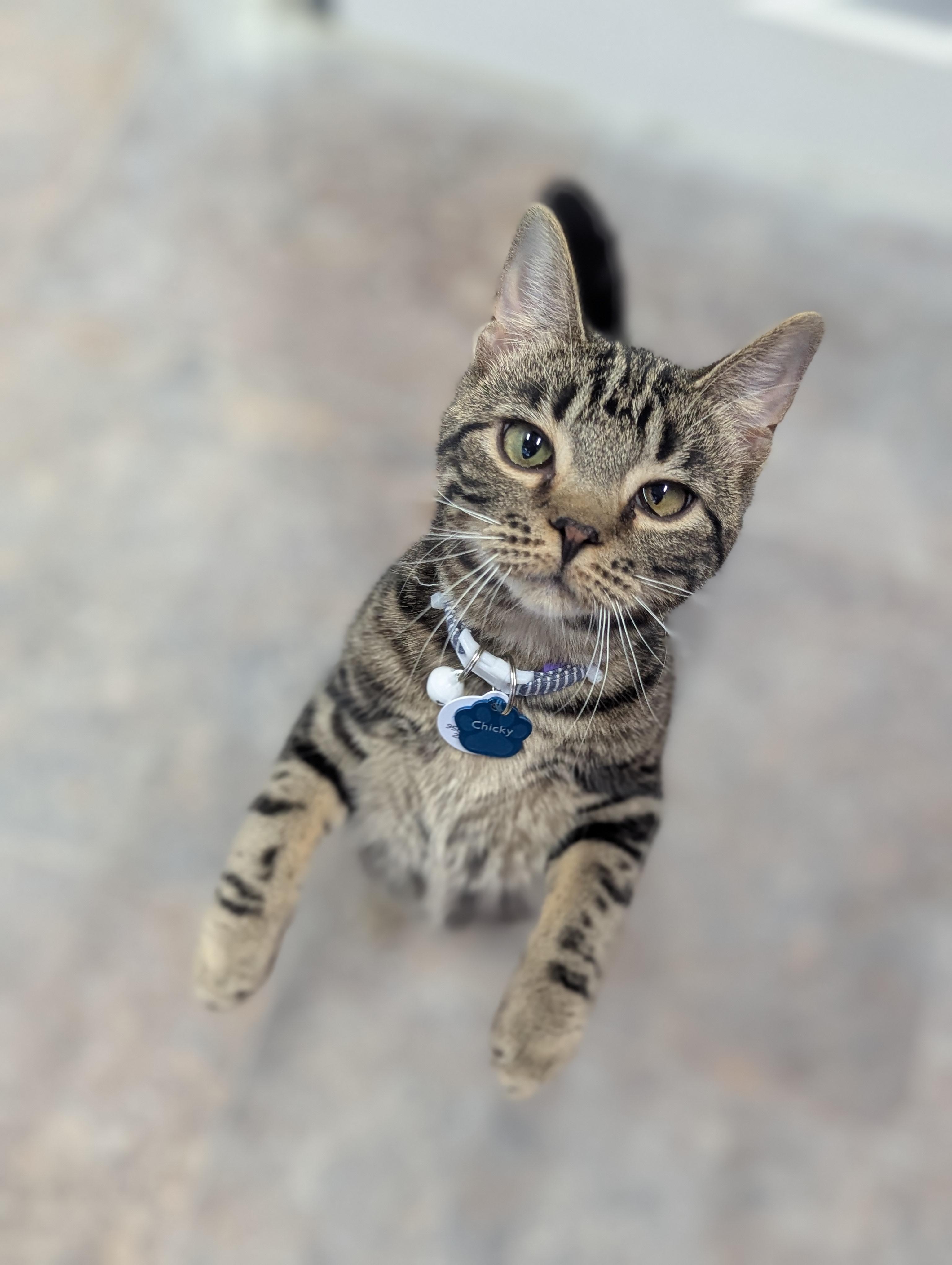 CHICKY (one of a bonded pair), a Adoptable Domestic Short Hair in Grand Rapids, MI image 1/6