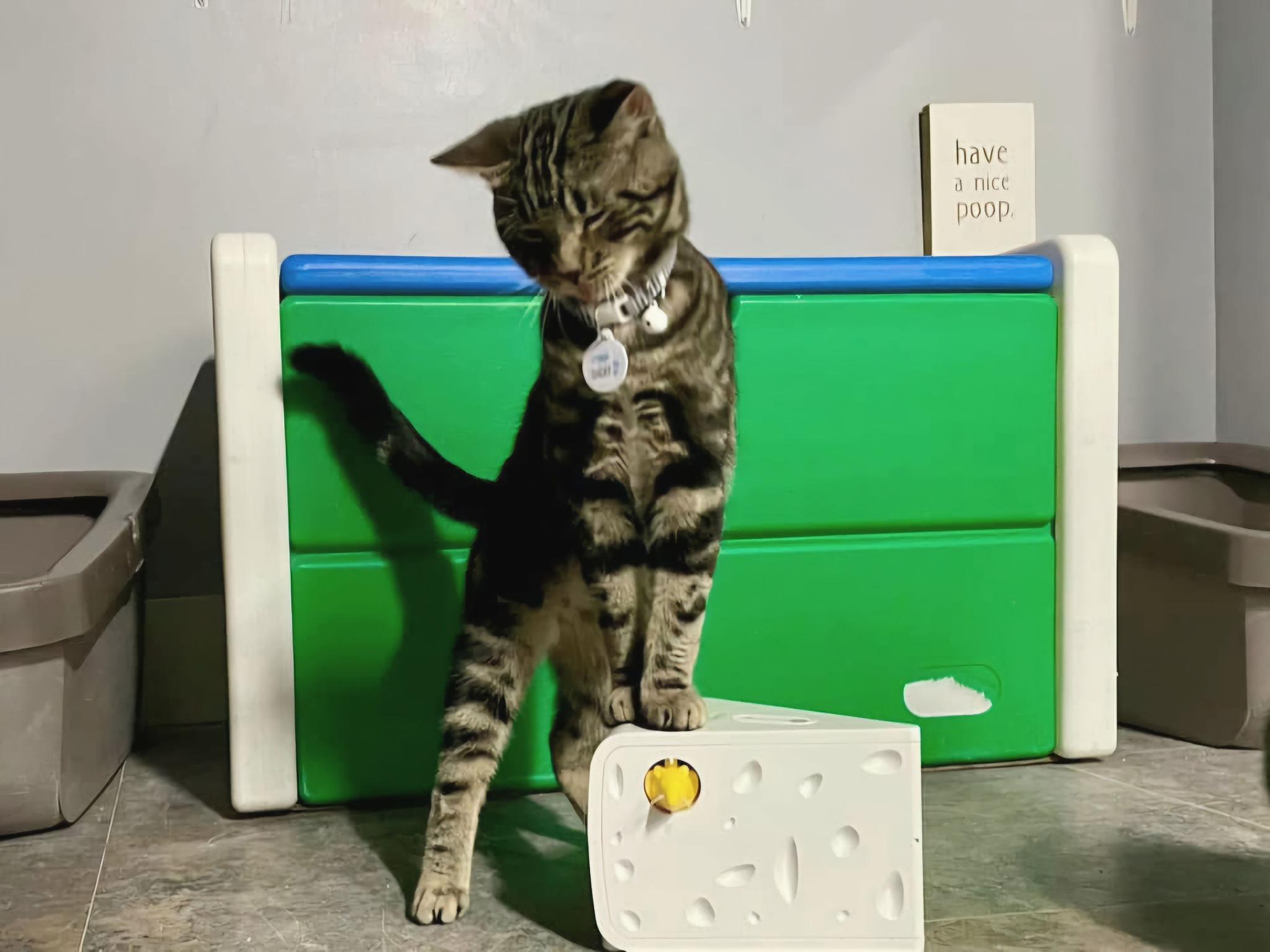 CHICKY (one of a bonded pair), a Adoptable Domestic Short Hair in Grand Rapids, MI image 3/6