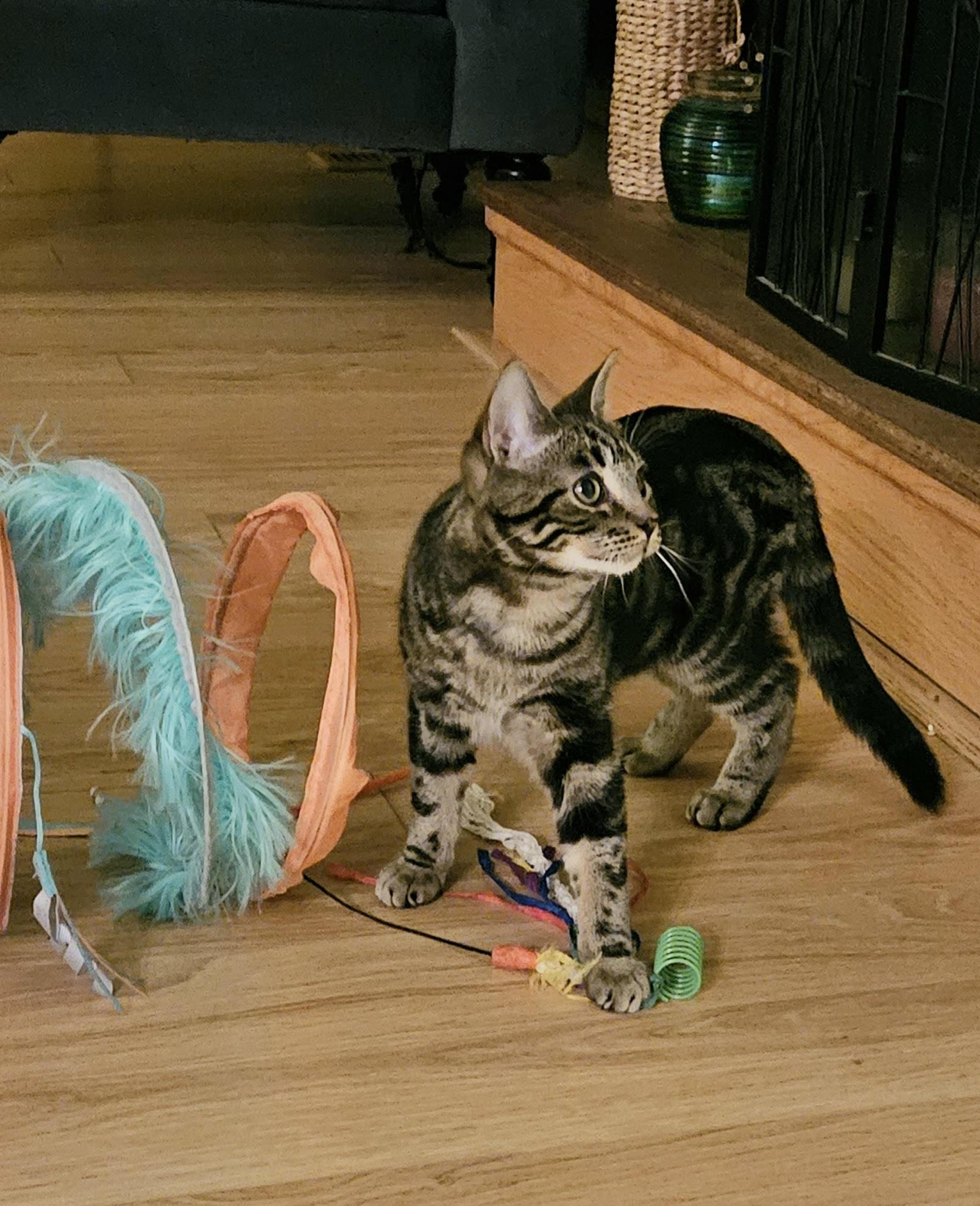 CHICKY (one of a bonded pair), a Adoptable Domestic Short Hair in Grand Rapids, MI image 6/6