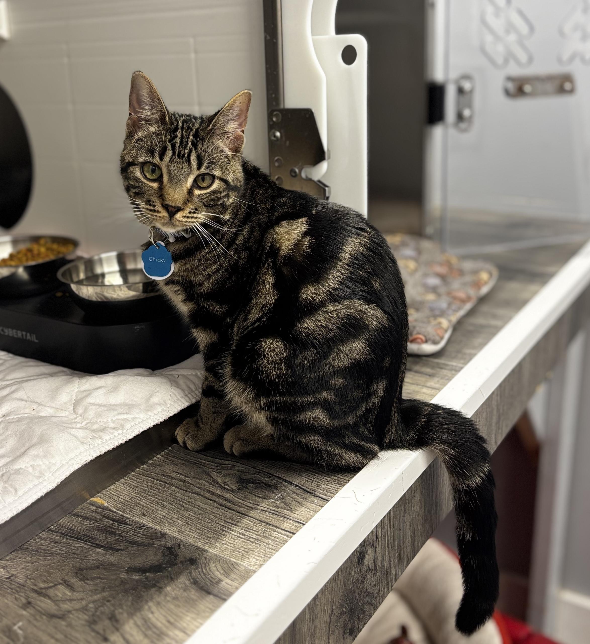 CHICKY (one of a bonded pair), a Adoptable Domestic Short Hair in Grand Rapids, MI image 4/6