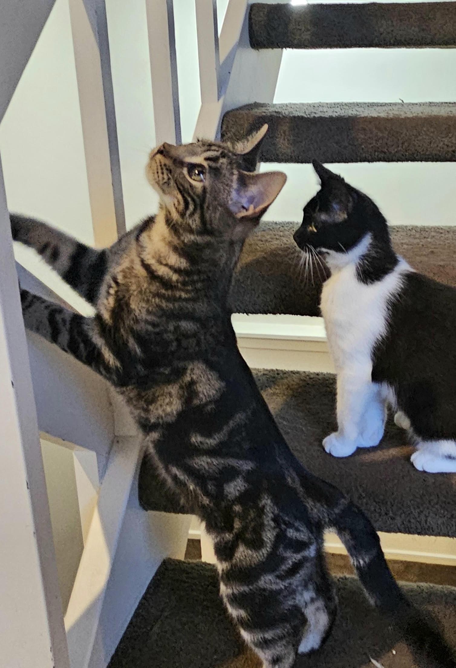 CHICKY (one of a bonded pair), a Adoptable Domestic Short Hair in Grand Rapids, MI image 5/6